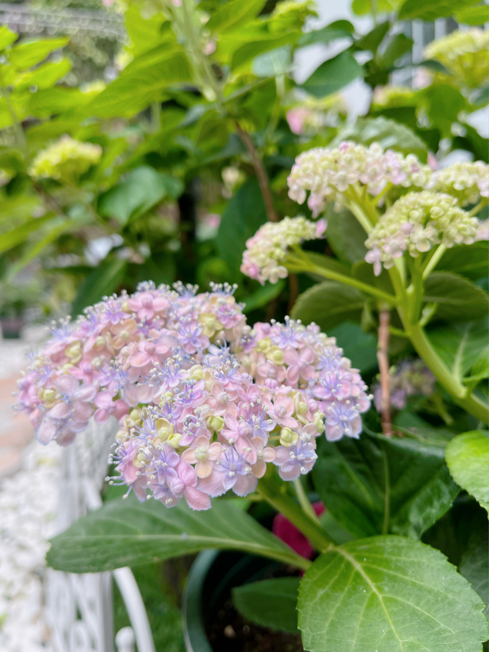 大花绣球:三河千鸟 花球直径:10-15cm 重瓣 枝条直立性好 不垂头 粉