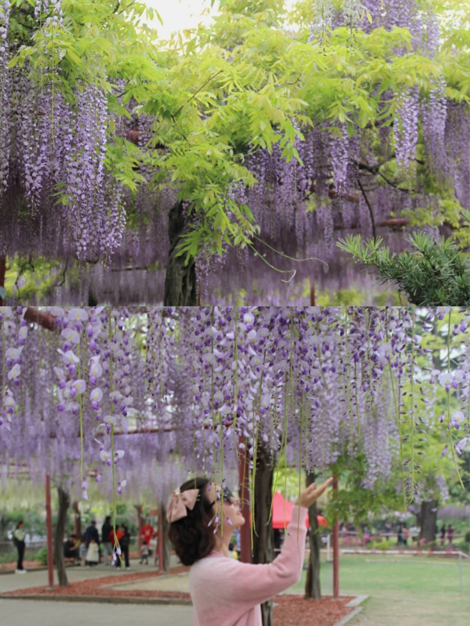 2021嘉定紫藤园盛花期～ 李白有诗紫藤挂云木,花蔓宜阳春 紫藤也是