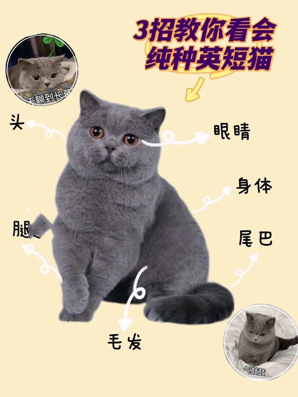 蓝猫的毛什么颜色最佳图片