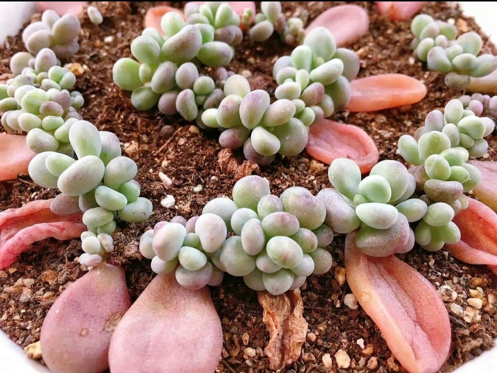 桃蛋叶插,1盆变100盆 ,一看就懂 桃蛋是大家比较喜爱的多肉品种之一