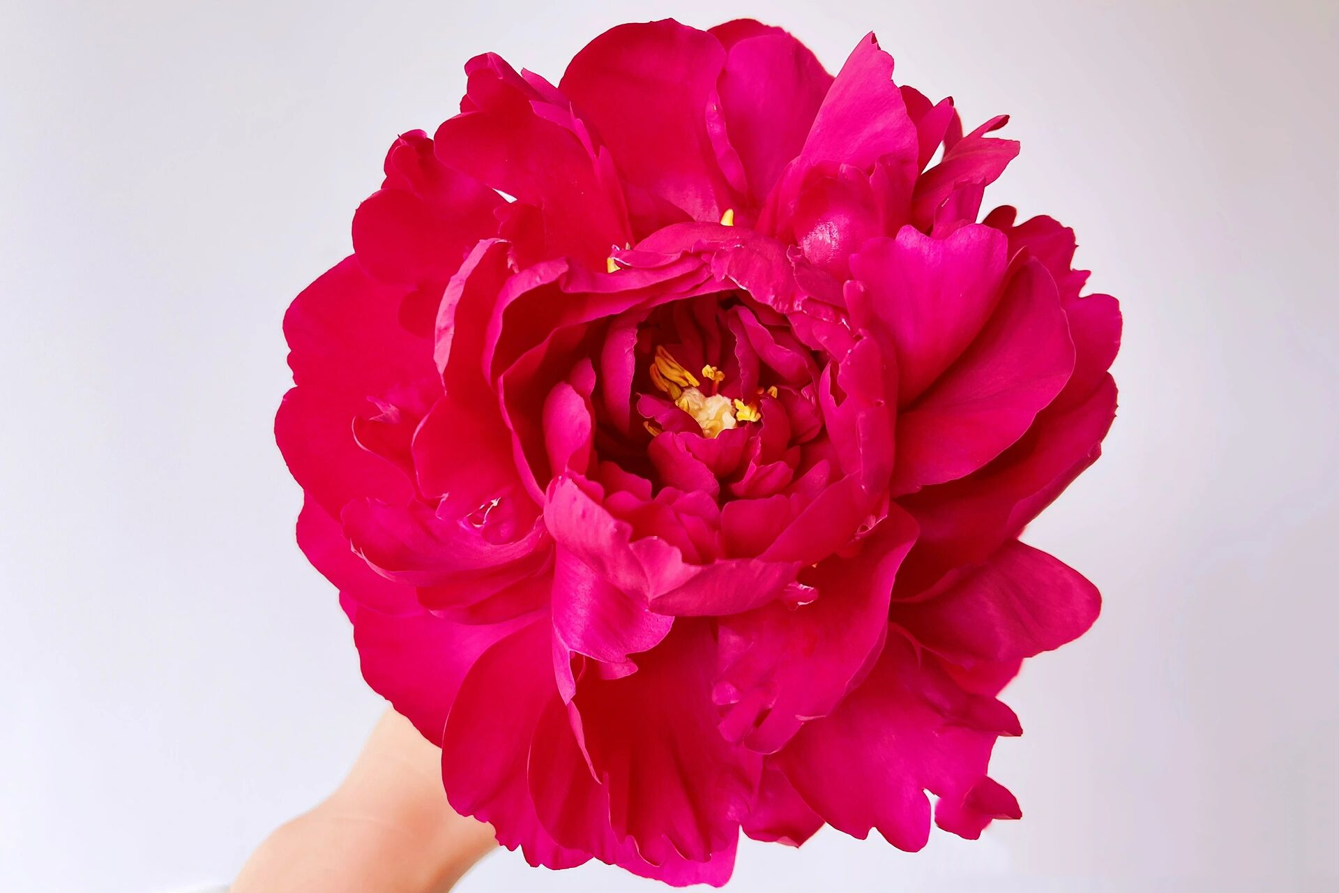 芍药 老忠诚,值得反复购买 开得比我脸还大,花瓣厚实,比较耐开.