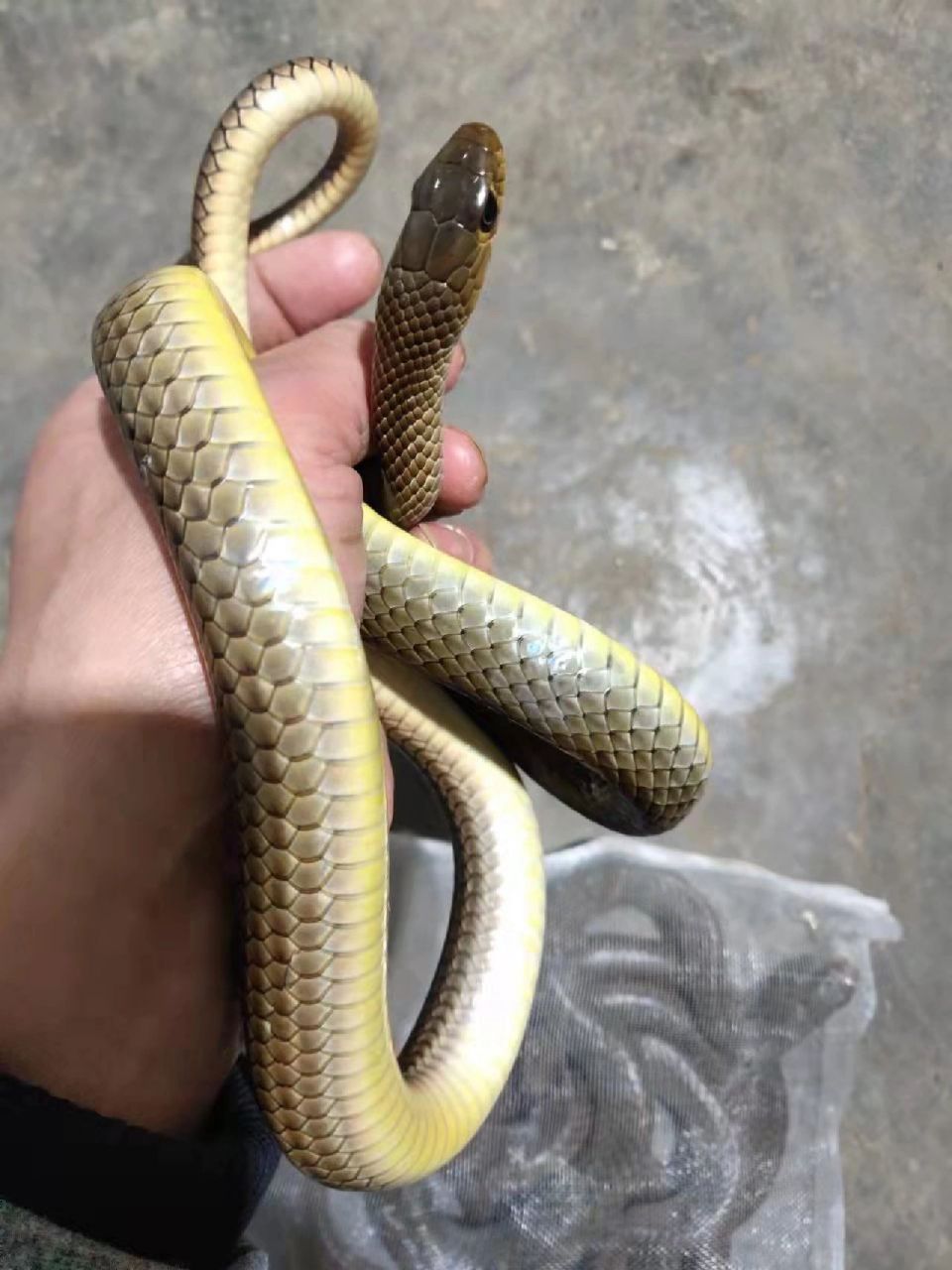 6m 灰鼠蛇体长达到1~1.6m