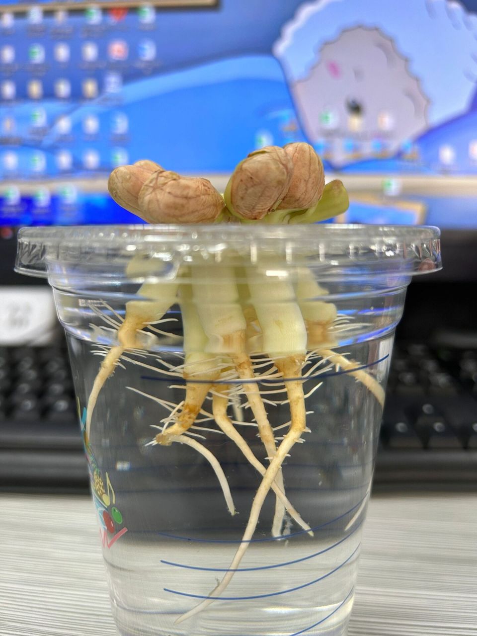 好事花生 温度过高 叶子有点卷曲 从种子长到完整的植株 第一次水培