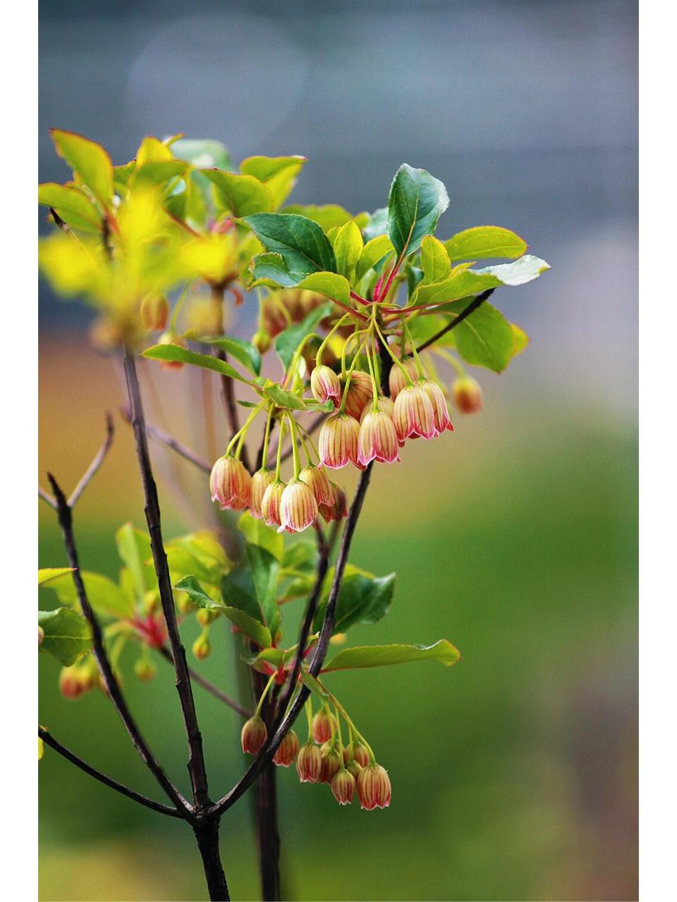 日本吊钟|可爱迷人 90日本吊钟(enkianthus perulatus),杜鹃花科