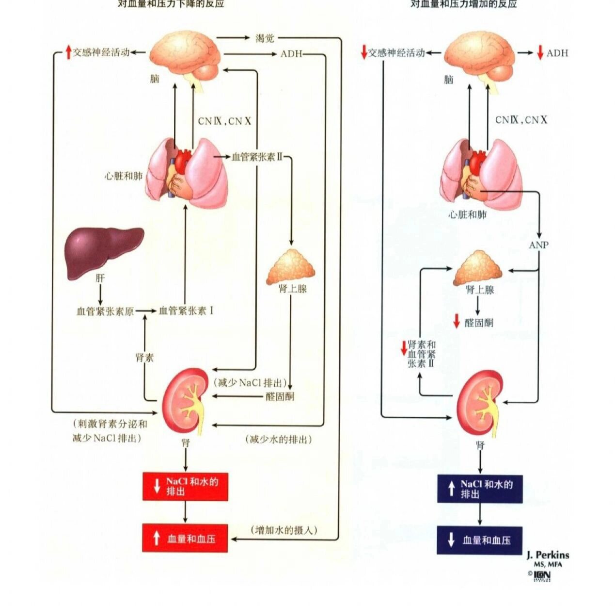 交感神经活动增强可刺激肾上腺髓质分泌去甲肾上腺素和肾上腺素(图中