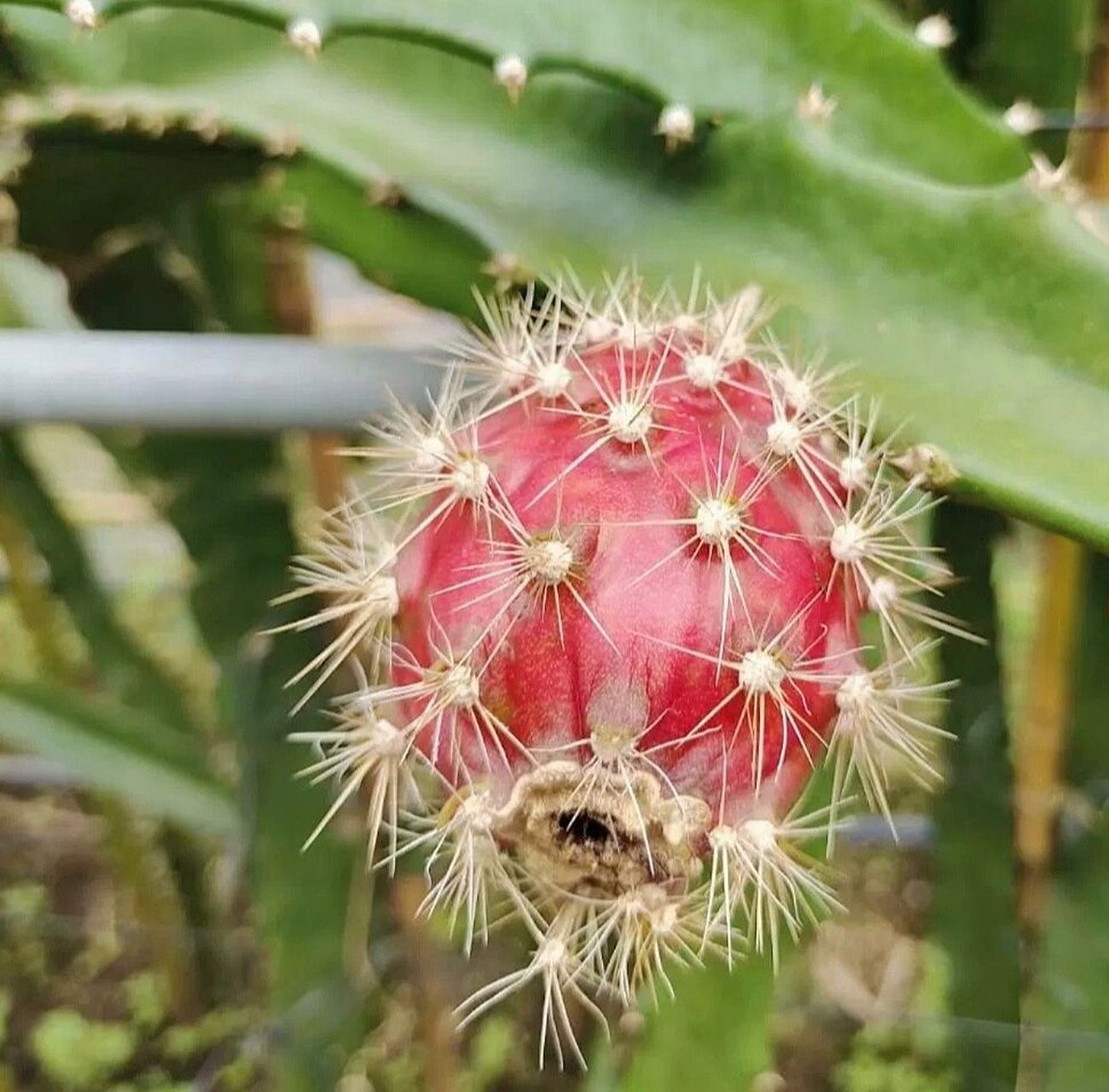 97品种 普通红皮白/红心,黄皮白心,蜜宝,黄燕窝果都有,就这个红