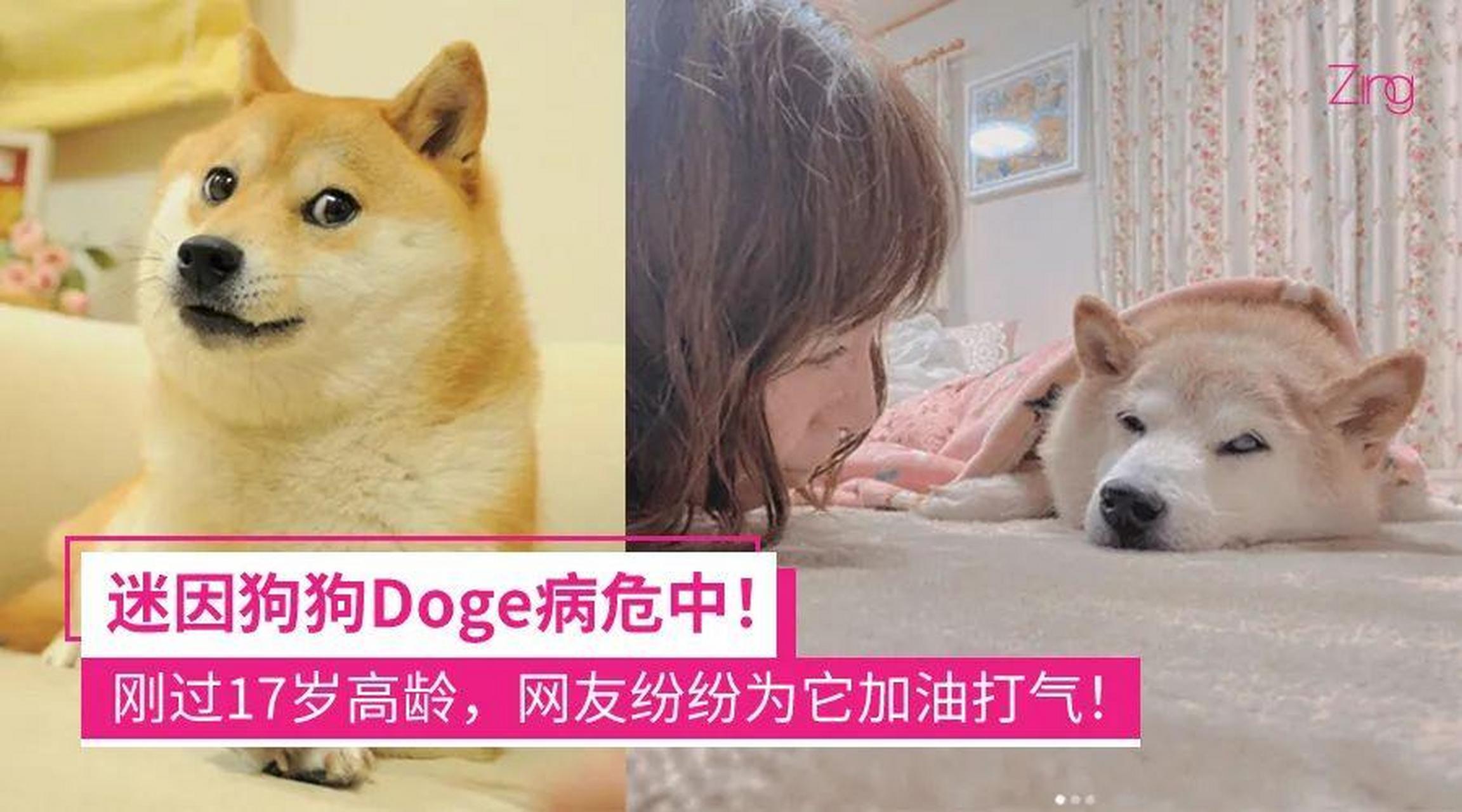 催生了 doge 表情包和狗狗幣的網絡紅狗 kabosu 被診斷患有白血病和