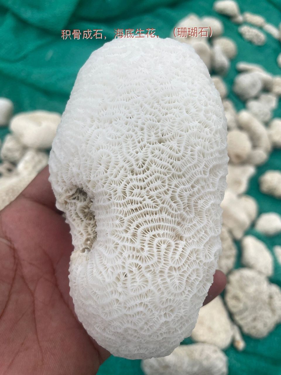 珊瑚石原石 批发,批发,批发