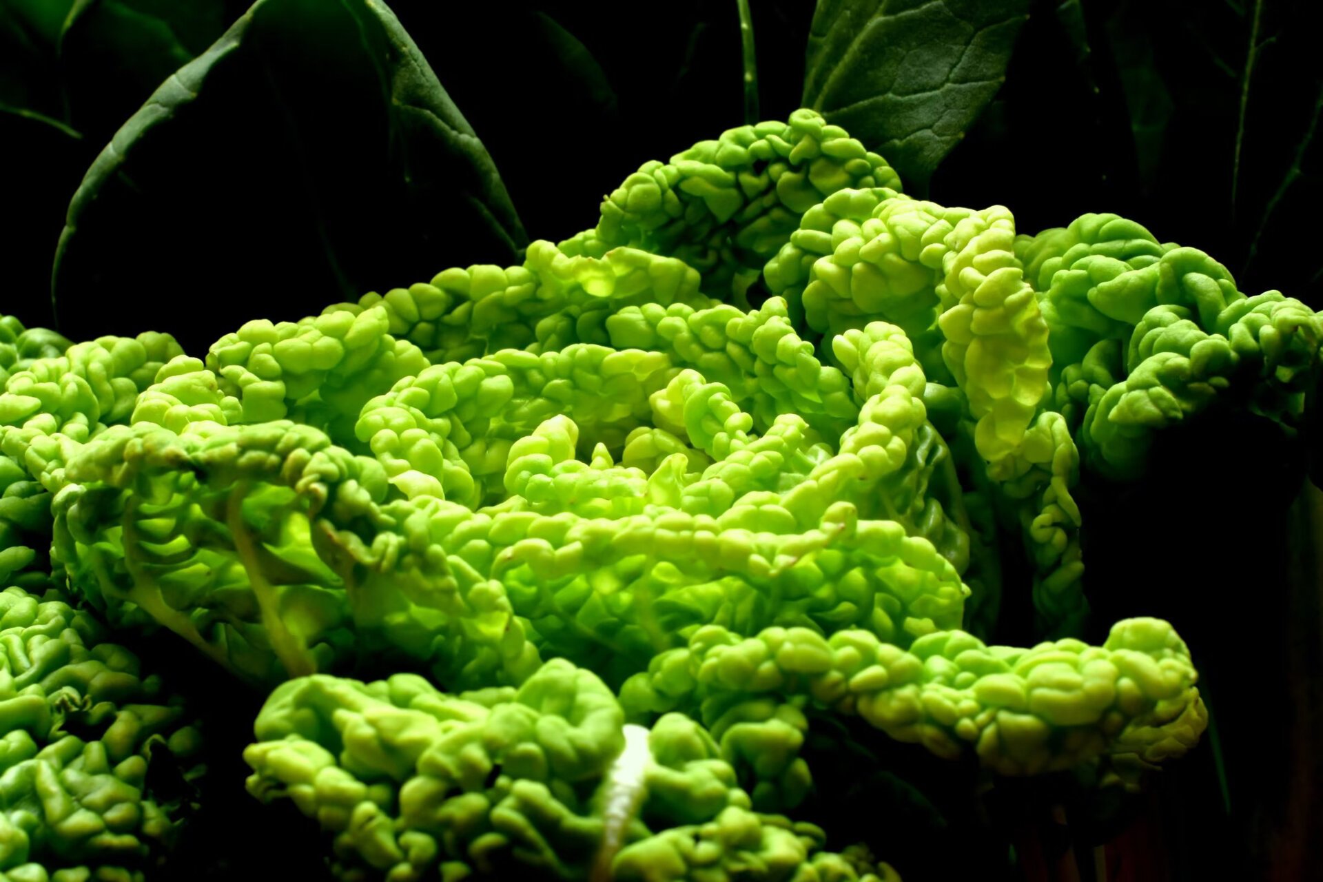 卷窝菜 十字花科  芸薹属,又名黄心菜,冬白菜,菊花心,在豫南信阳有