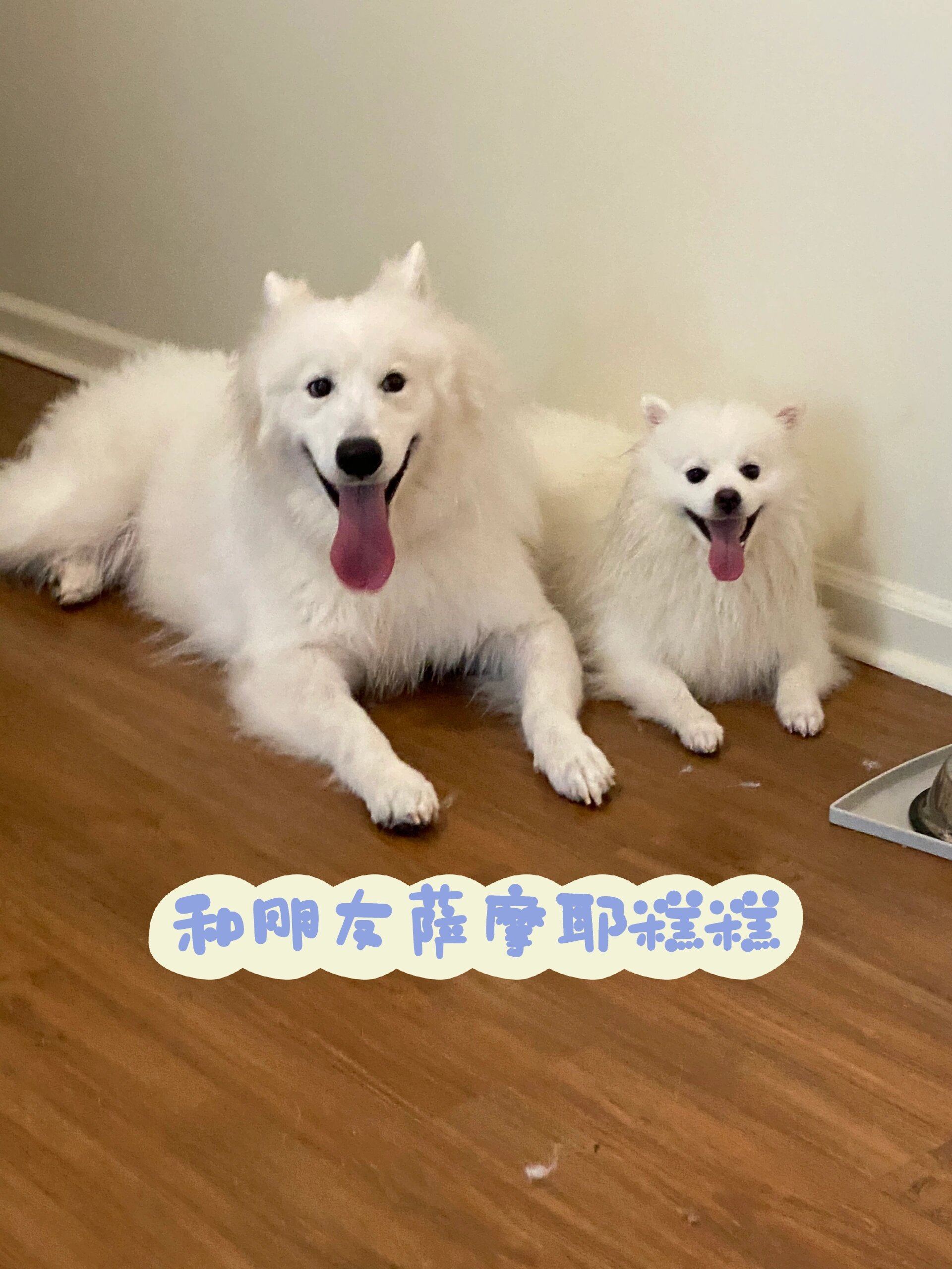 爱斯基摩犬和萨摩图片