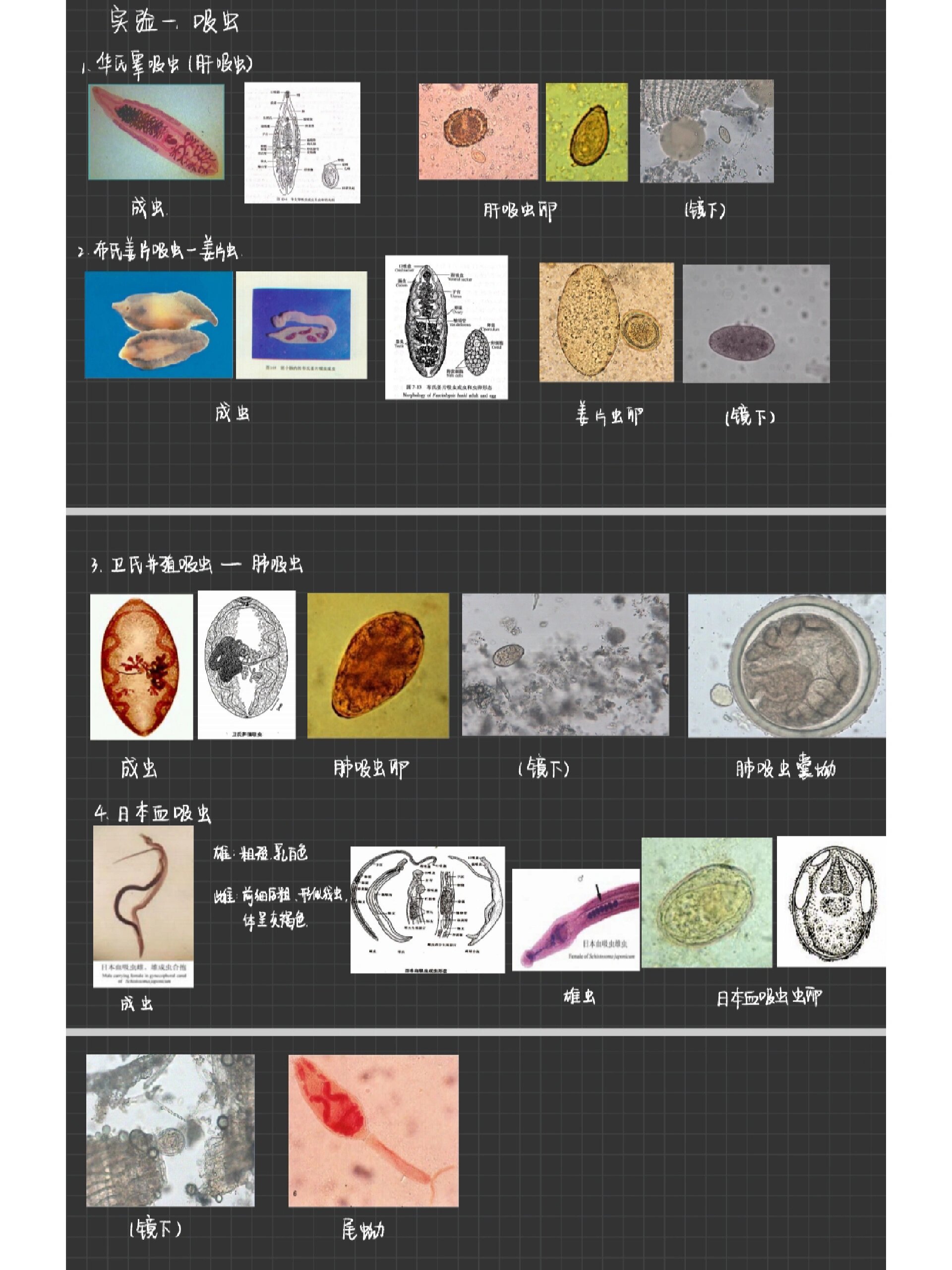 高效复习寄生虫标本(24小时复习版)(满分版) 感觉自己有点会学习哈哈