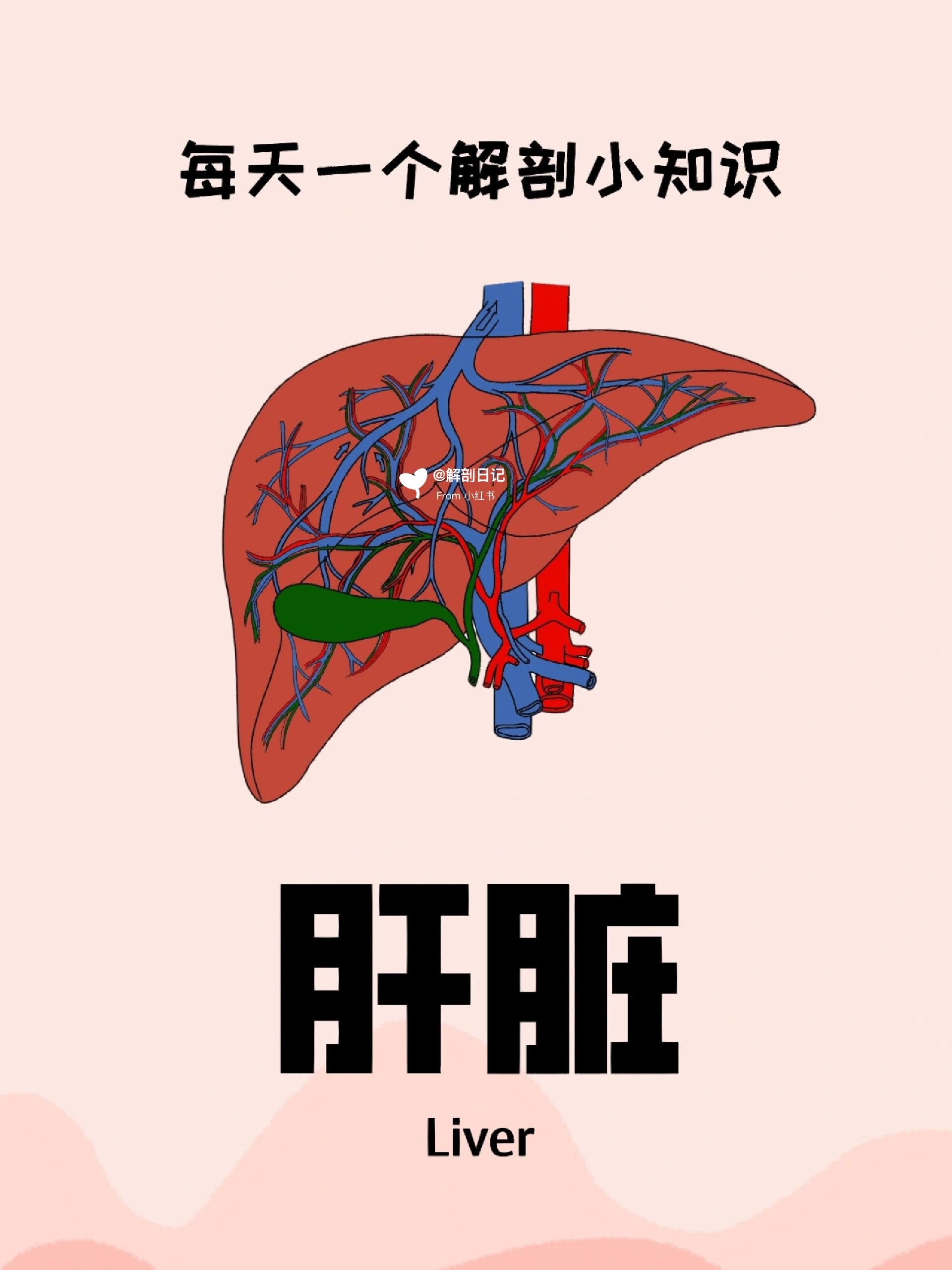 简介:肝是人体内最大的腺体,也是人体内最大的实质性