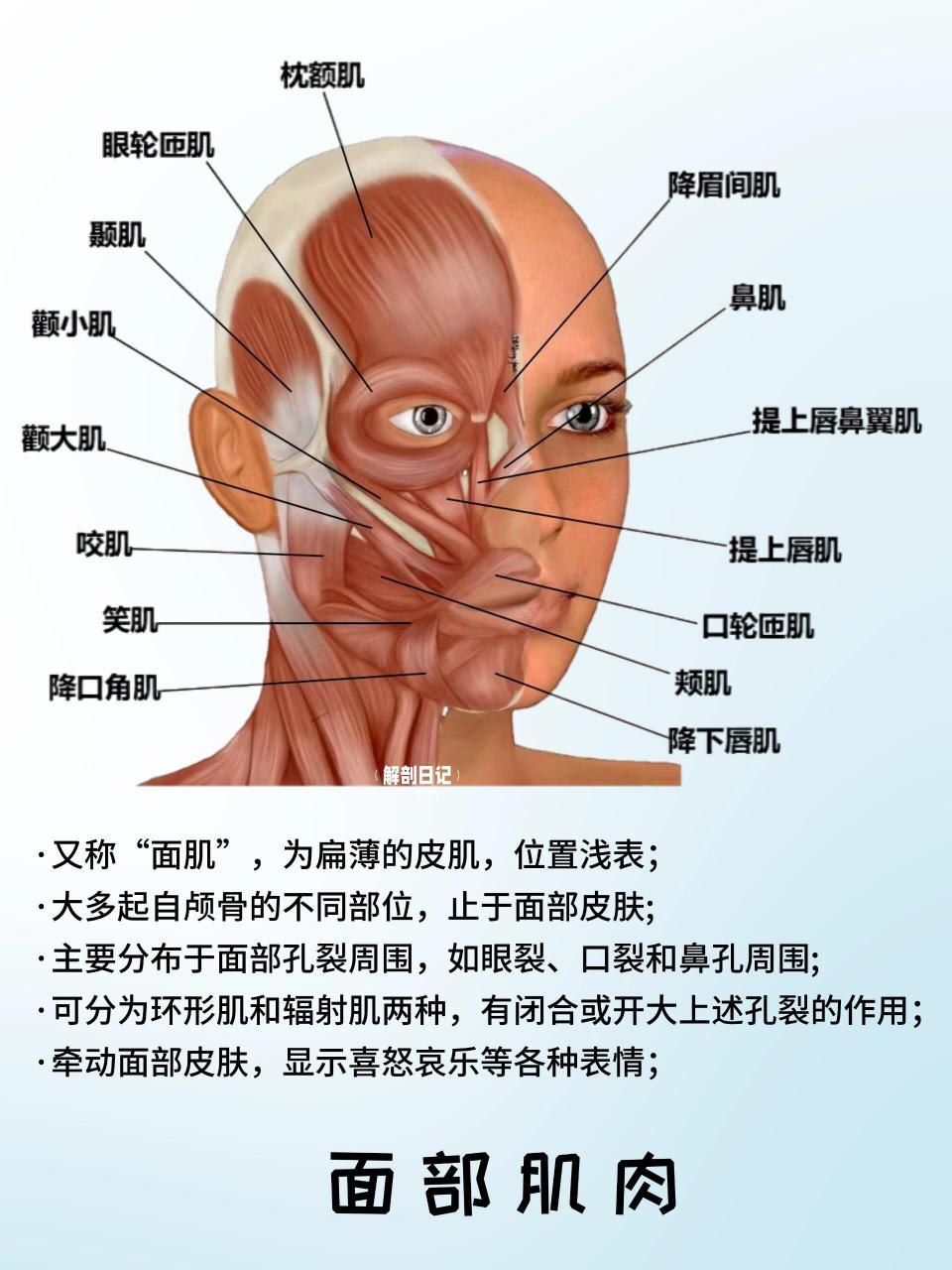 面部肌肉  面部表情肌又称为面肌, 拉动面部肌肉,能展现喜怒哀乐等