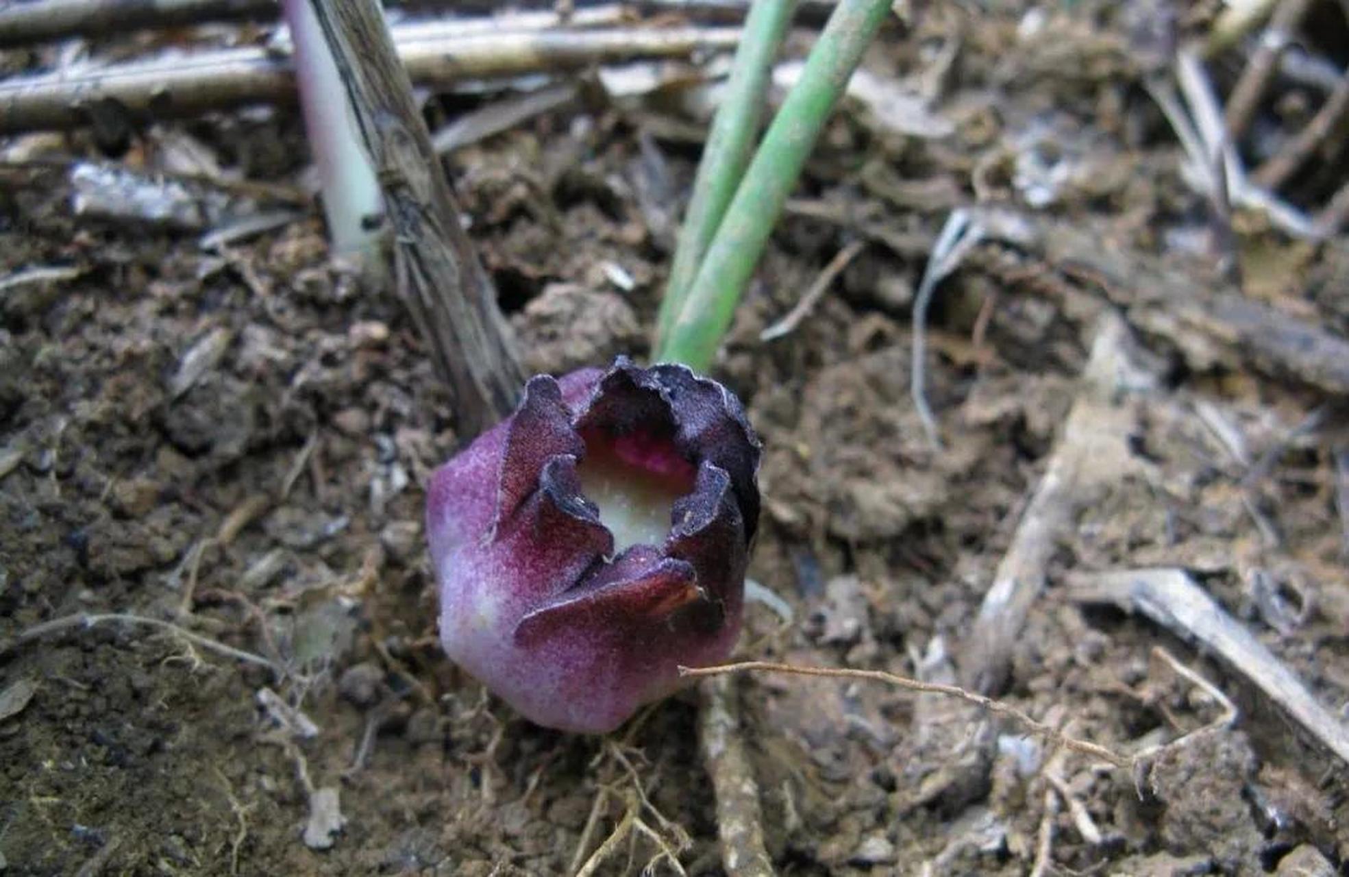 植物新种"卵药蜘蛛抱蛋"在广西被发现,该植物为尚未被描述的新物种.