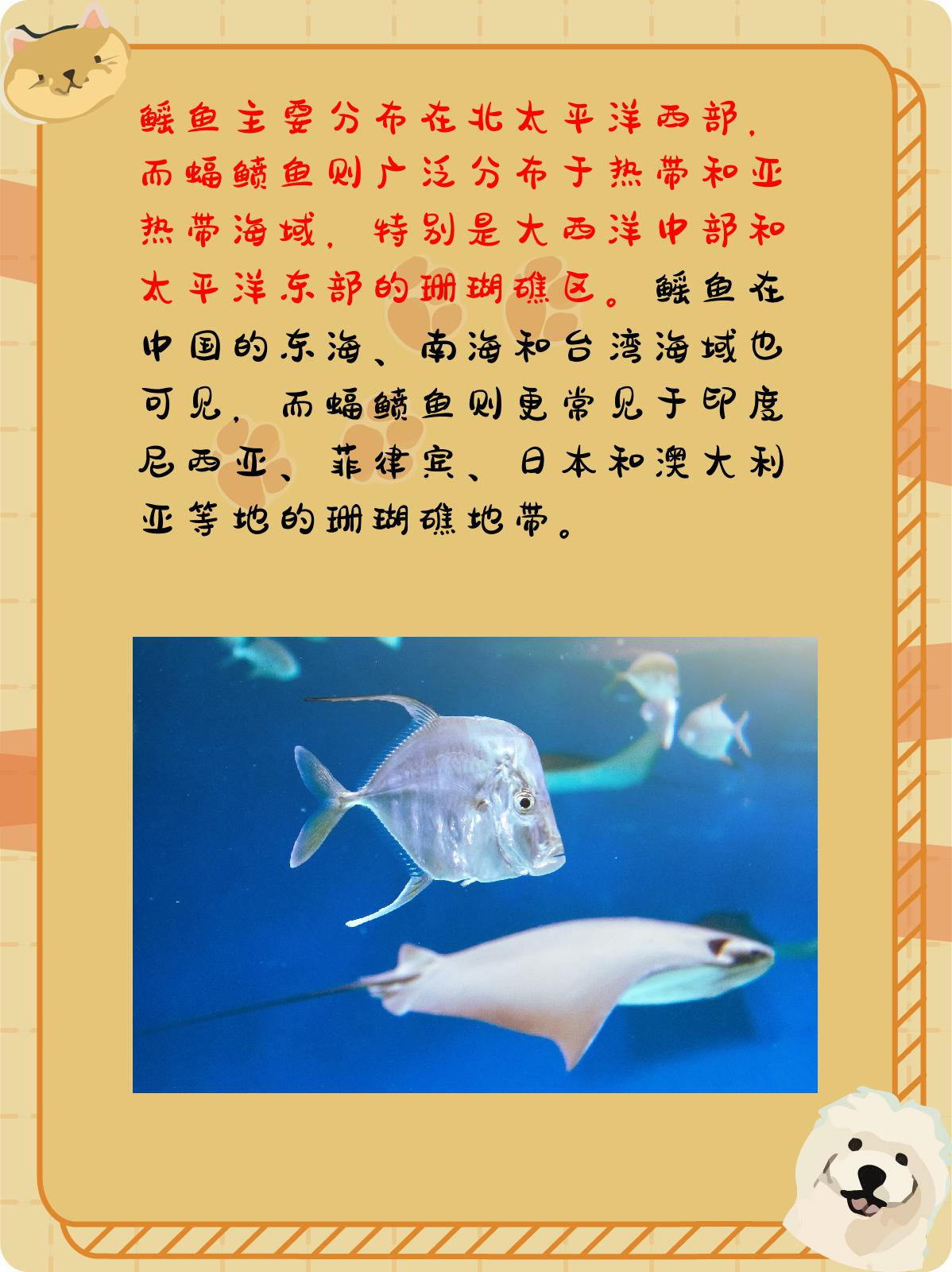 鳐鱼和蝠鲼鱼的区别