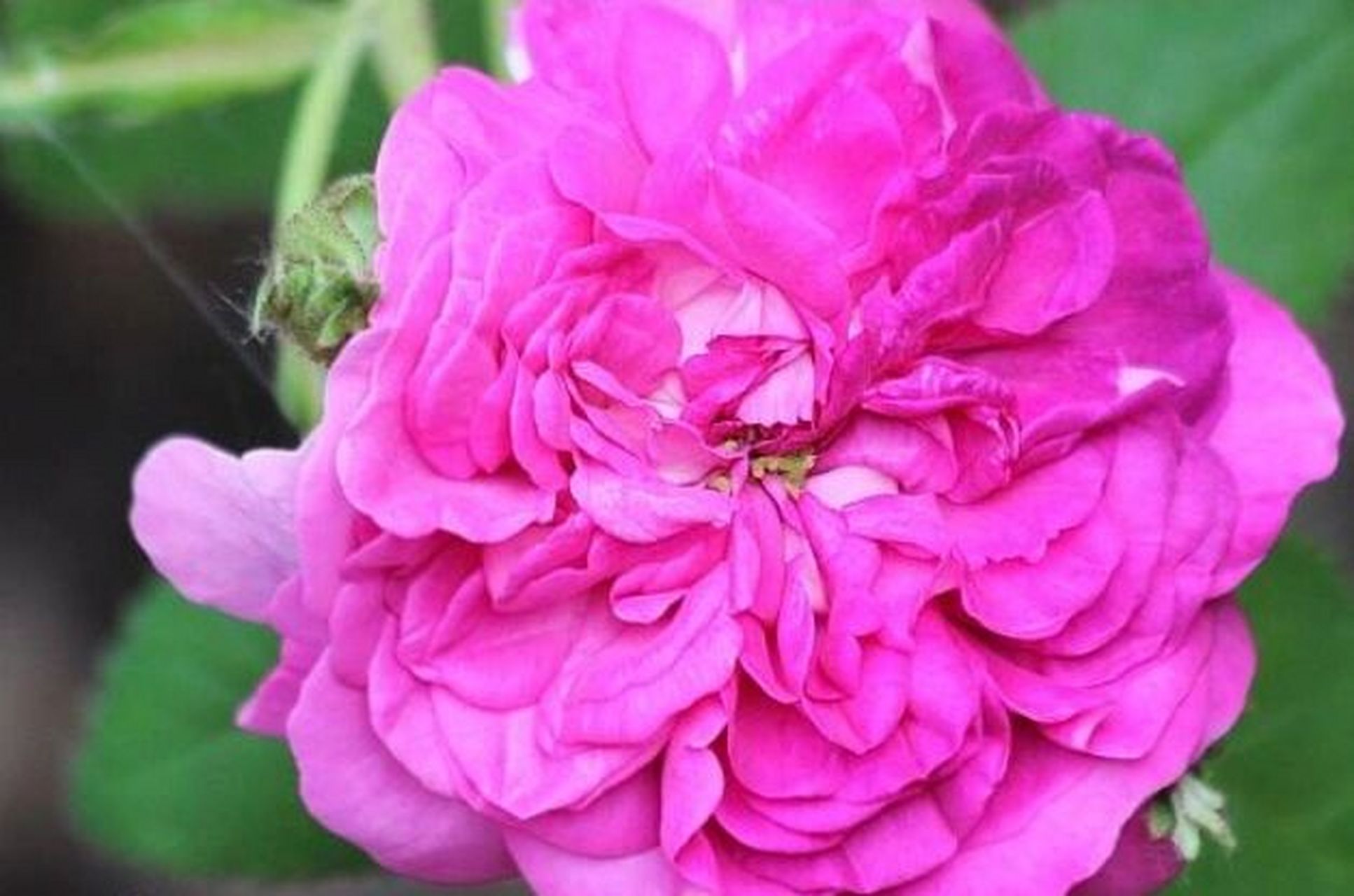 古典月季"美女克雷西" 培育信息:1836年前,蔷薇系衍生物 类别高度