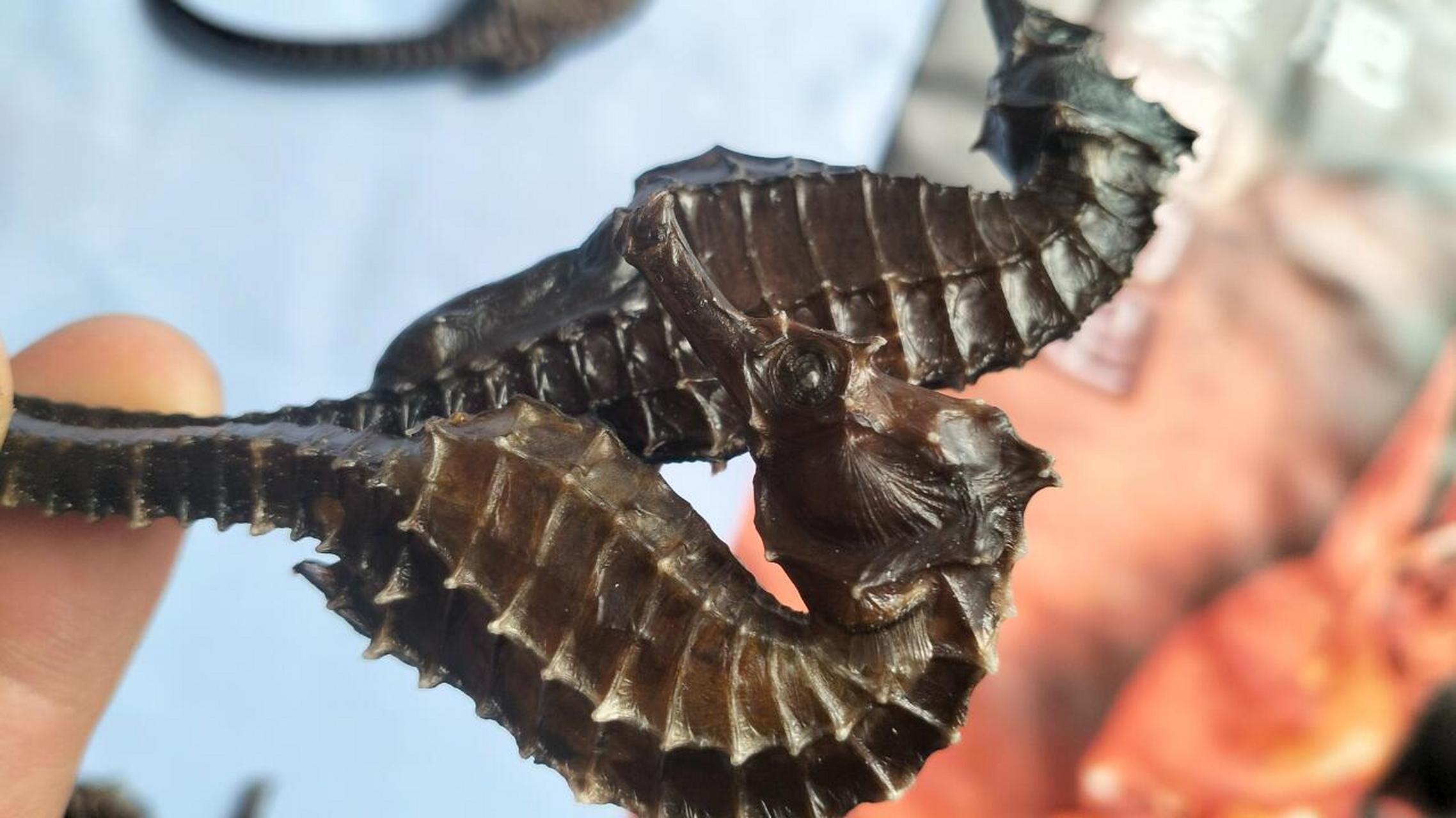 线纹海马是怎样的 #海味干货 #滋补养生食材 #大海的馈赠 #海产品