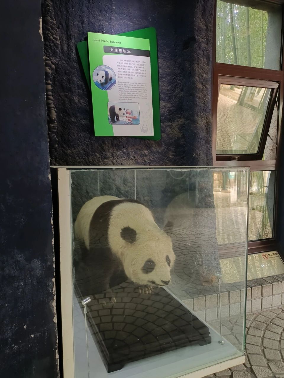 1982年去世的大熊猫标本 北京动物园