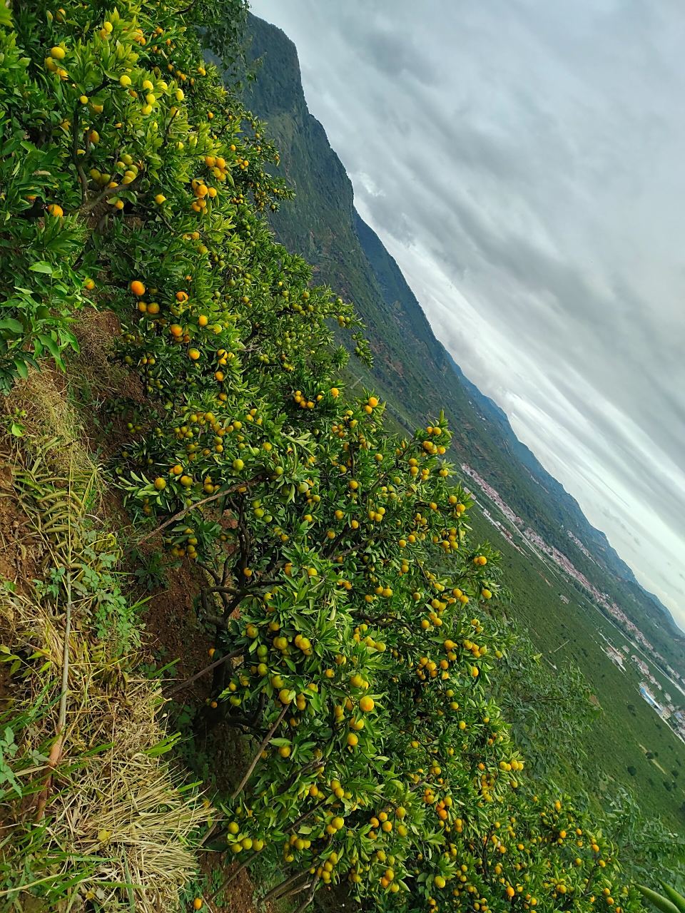 城固桔园 第二次桔园啦!