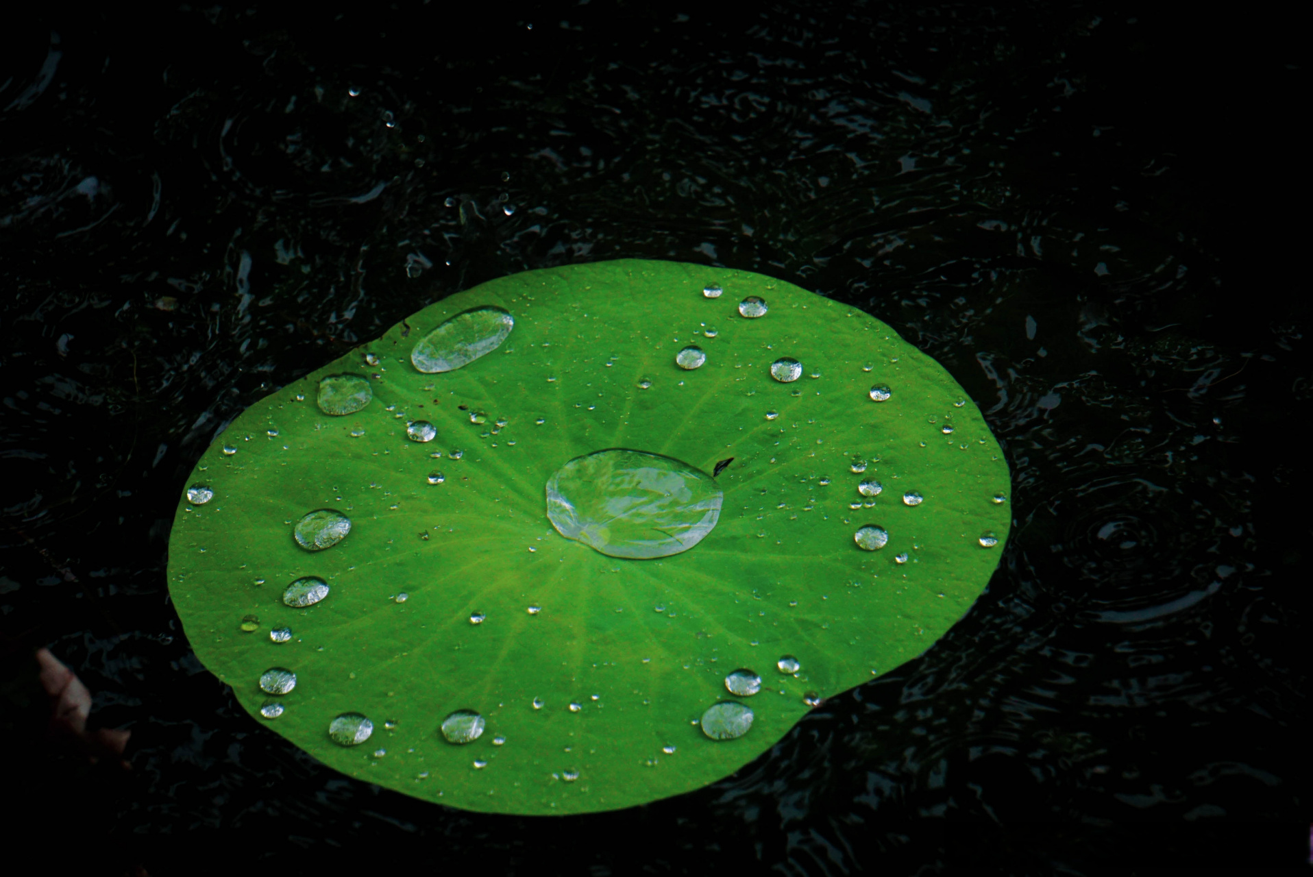 夏有……3 水珠儿  荷叶上的水珠儿我一直都很喜欢,总爱在雨后去荷花