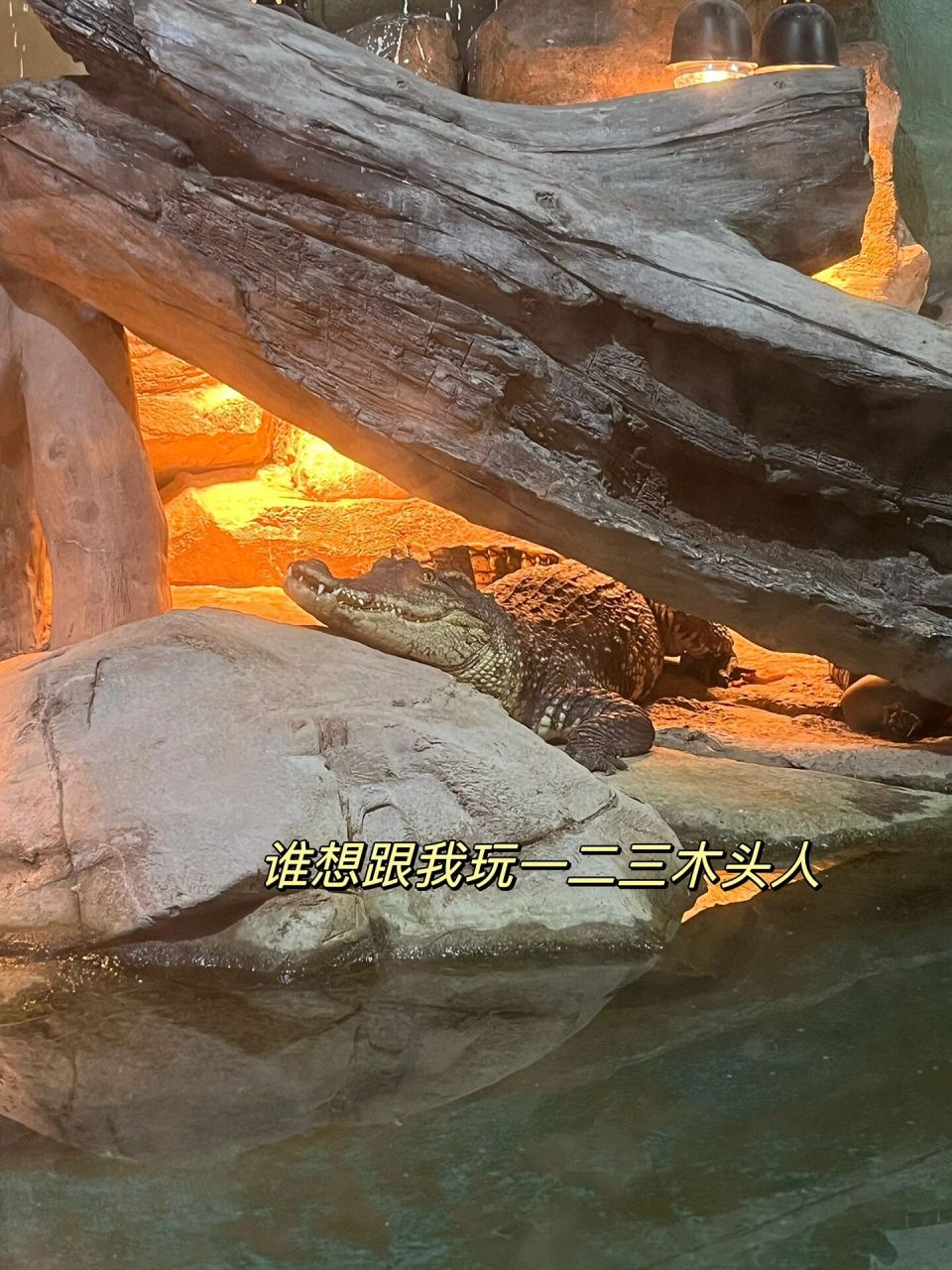 海洋小科普|暹罗鳄,对我你了解多少 96暹罗鳄是一种中型鳄鱼94