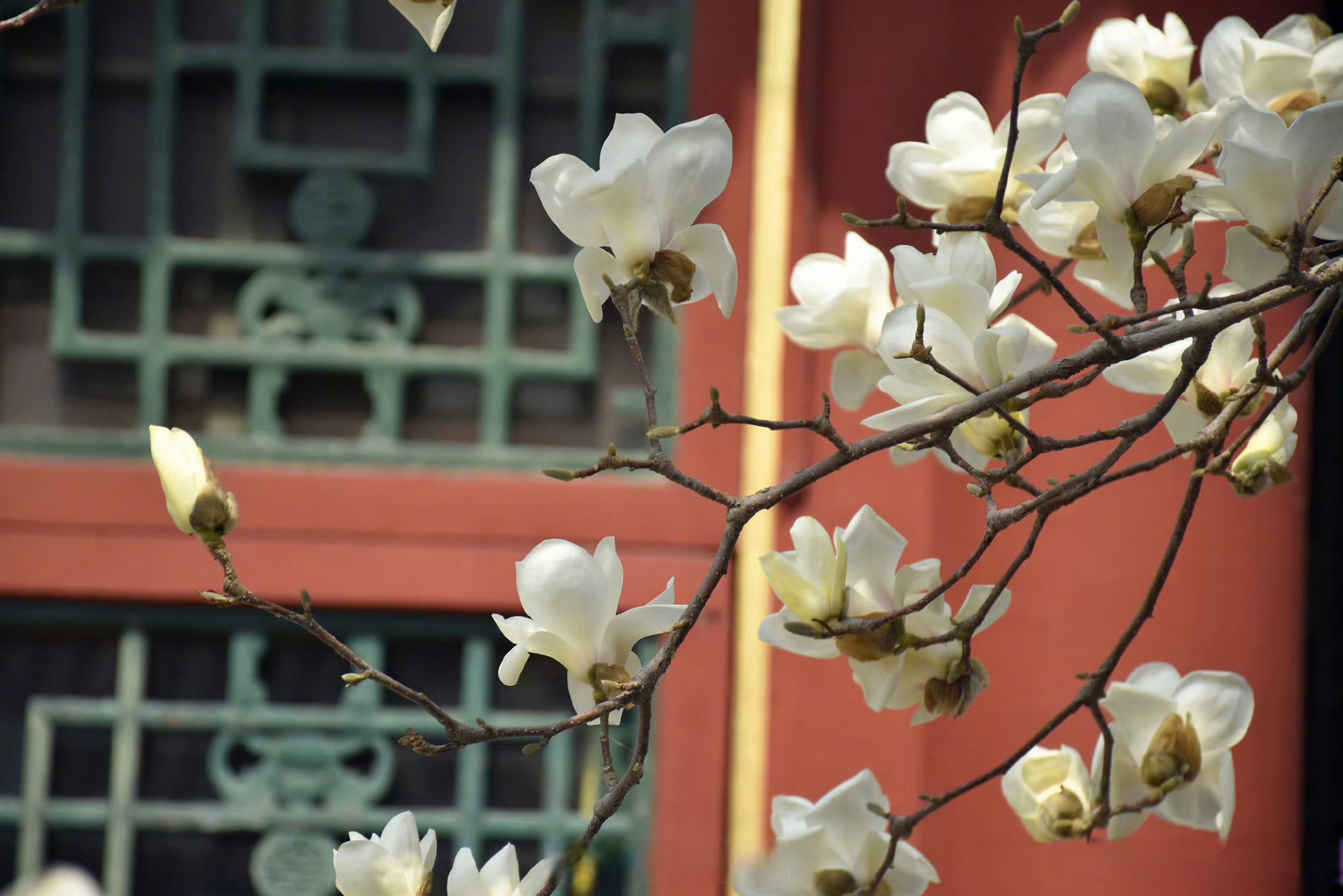颐和园玉兰花盛开】3月23日,北京颐和园玉兰花盛开,清新雅致.