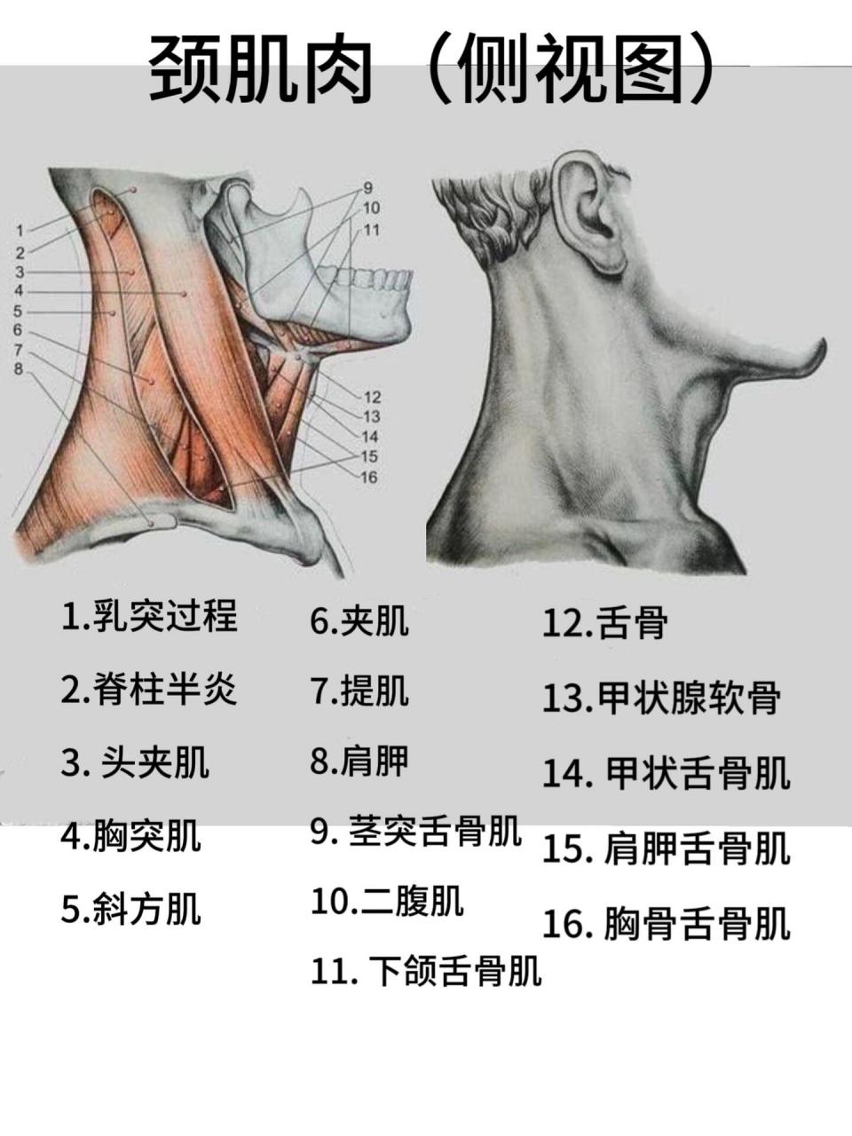 颈部软骨解剖图图片