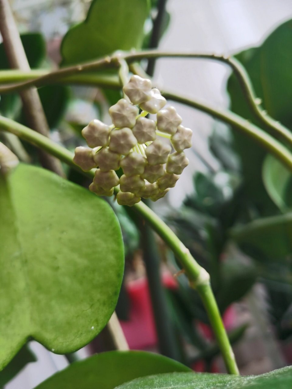 心叶球兰 养了两年了,长了很多可爱的心形叶子,今年终于长花梗,开花啦