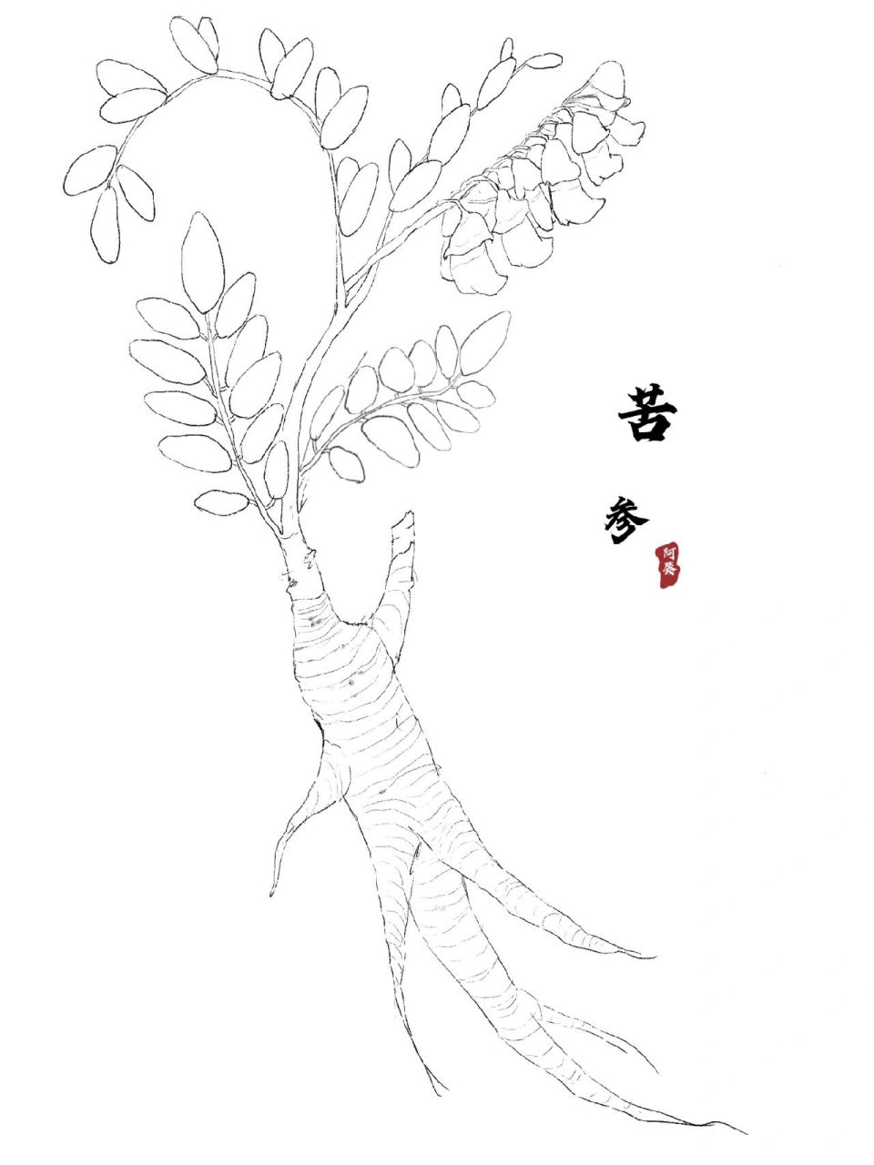 苦参【线稿】 上一张苦参的线稿,不可以商用哦～ 商用