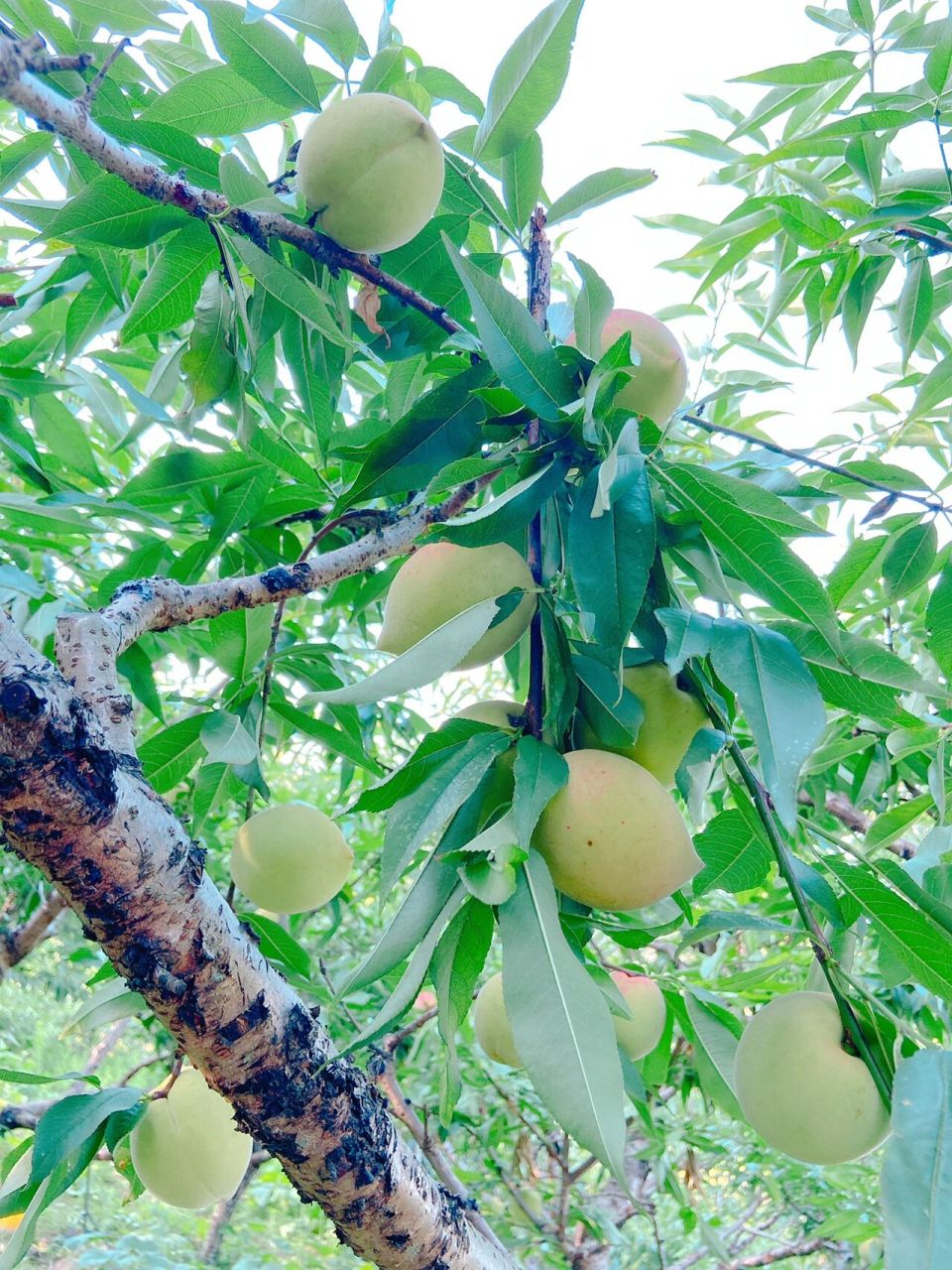 桃子99青的红的都一样超级甜,可以先尝后摘,不甜不要钱.