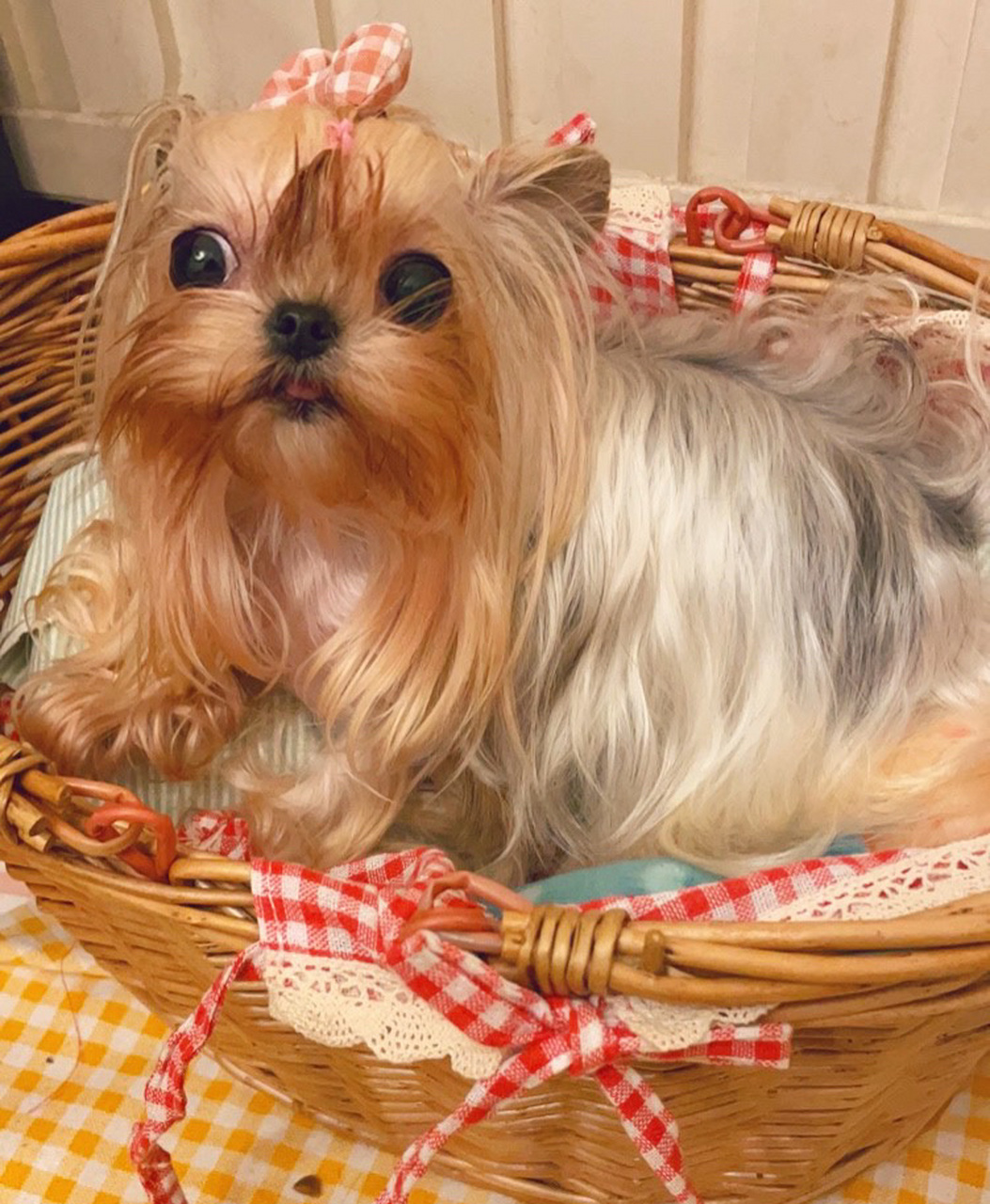 科普关于约克夏的变色过程 约克夏的变色过程:除了花色或者金色外