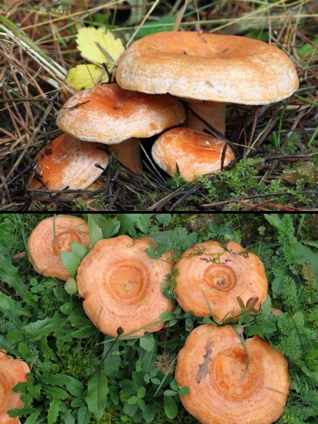 中文名:松乳菇,松树蘑,松菌,嘎吱蘑,雁来蕈,乳蕈,寒菌,雁鹅菌,乌松菌