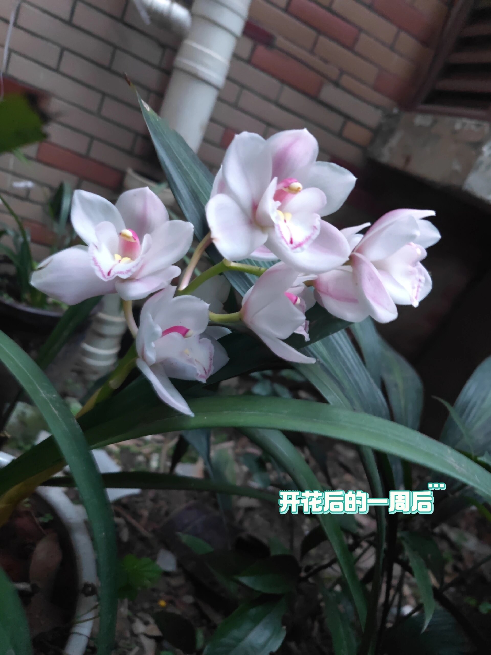 兰花的花期有多久 兰花的花期有多久?