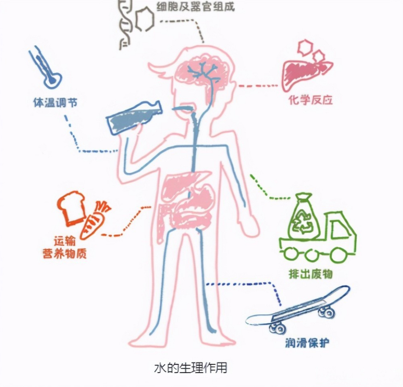 维持水盐平衡的器官图片