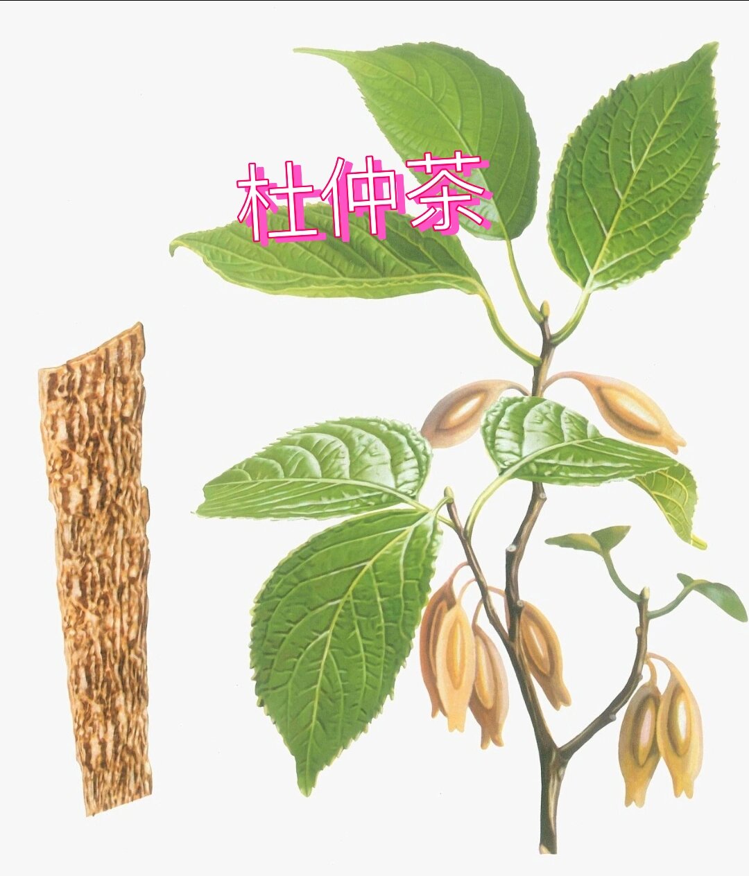 杜仲叶茶图片