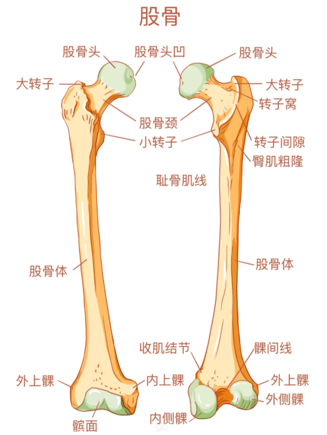 大转子也叫股骨头,它长在髋骨窝里,就是大腿股骨最上端那个位置