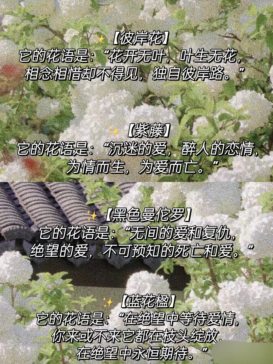 小众又高级的花语