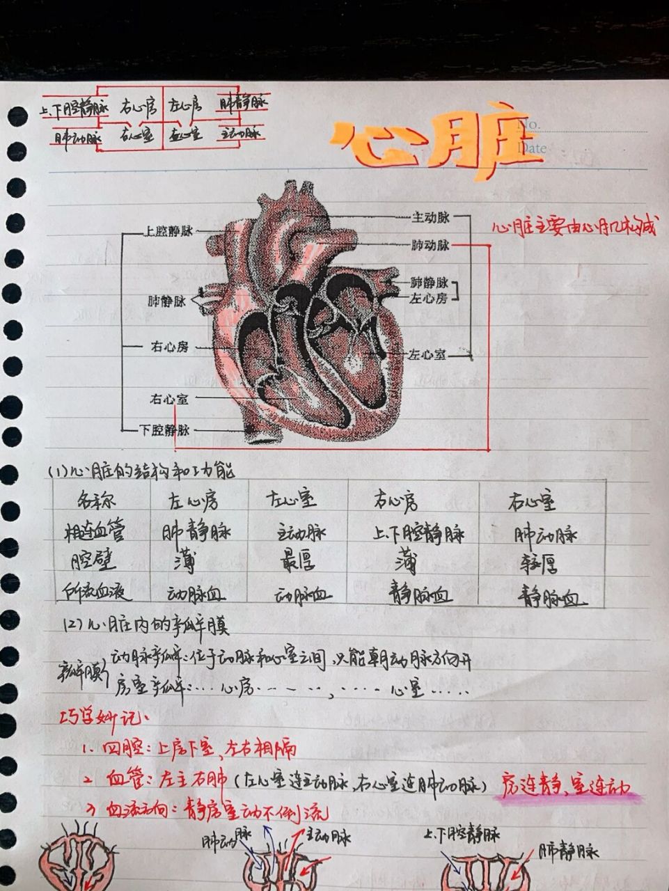 96七年级下册生物笔记94～输送血液的泵