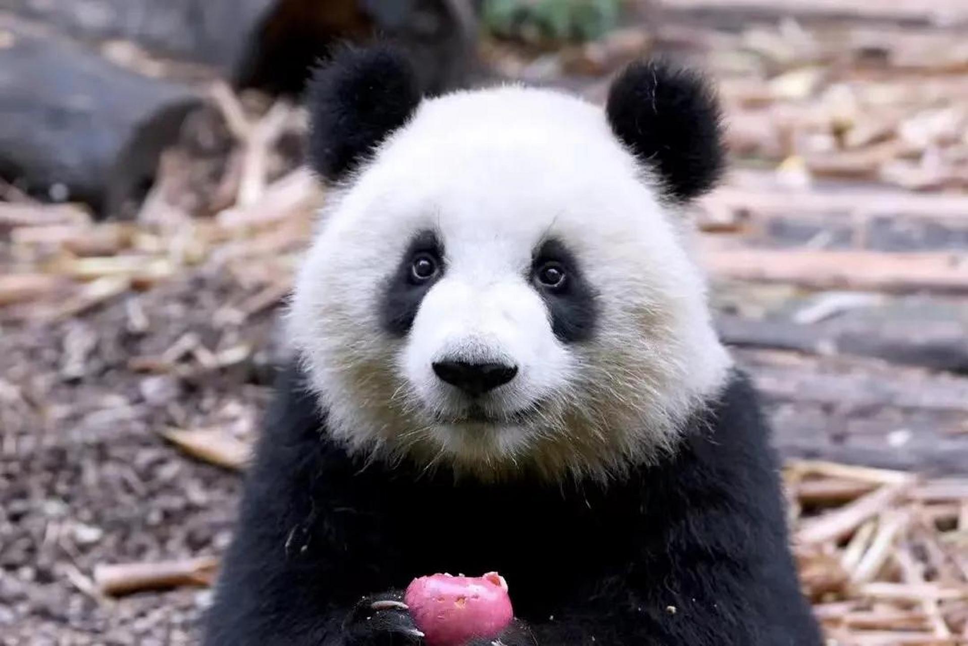 美兰出生于美国亚特兰大动物园,是一只雄性大熊猫,它是花花的爸爸