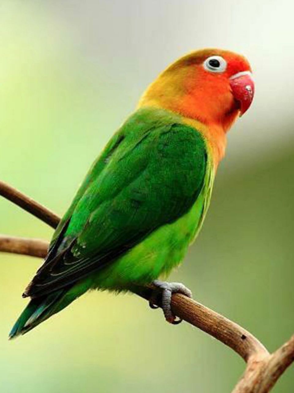 97鹦哥绿,也称"鹦鹉绿",是中国传统色彩之一.属于绿色系,间色.