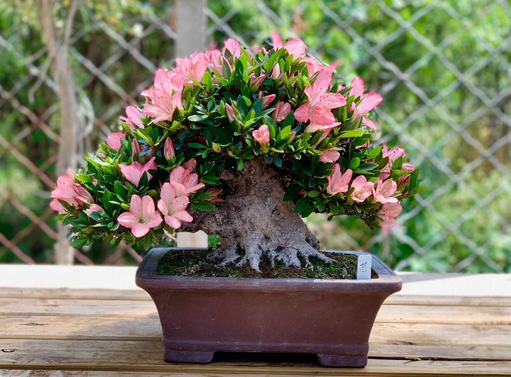 皋月杜鹃/品种:明美之月,茜