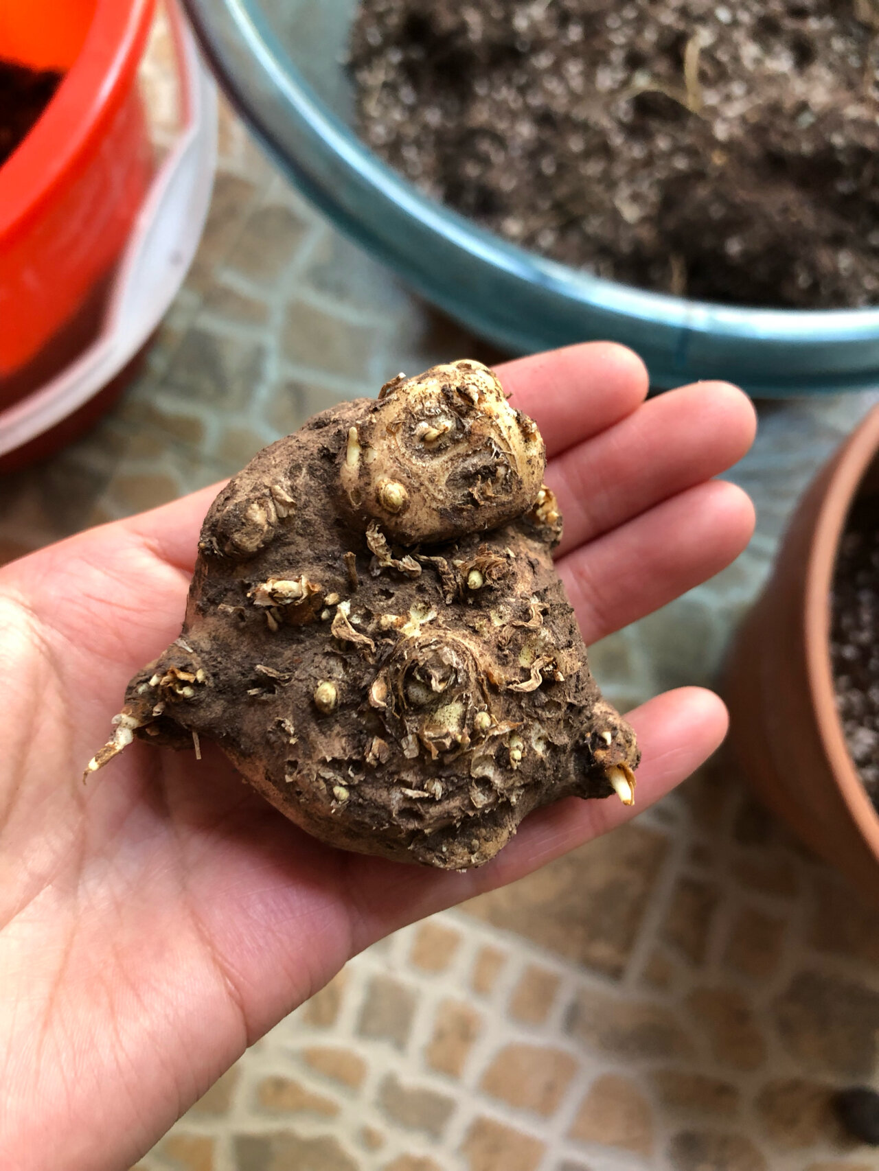 马蹄莲种球的正反面