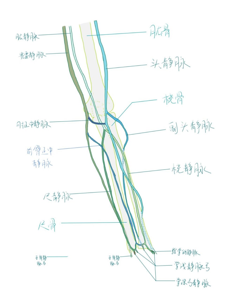 肘部静脉血管分布图图片