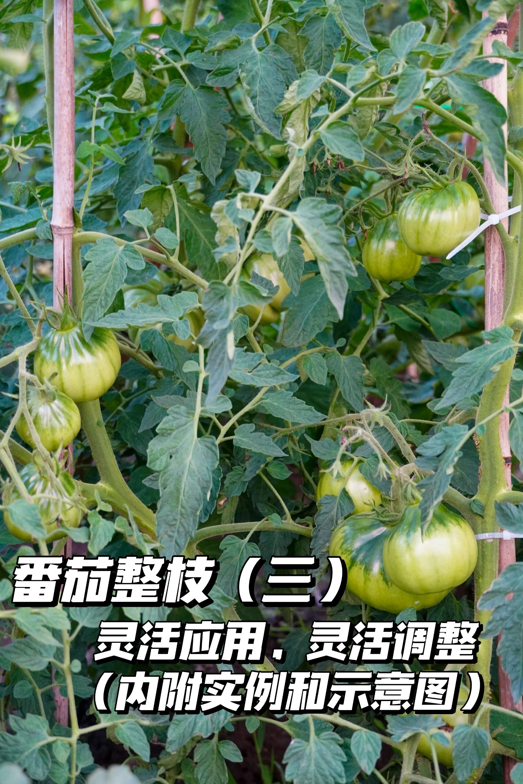 番茄整枝(三):灵活应用,灵活调整