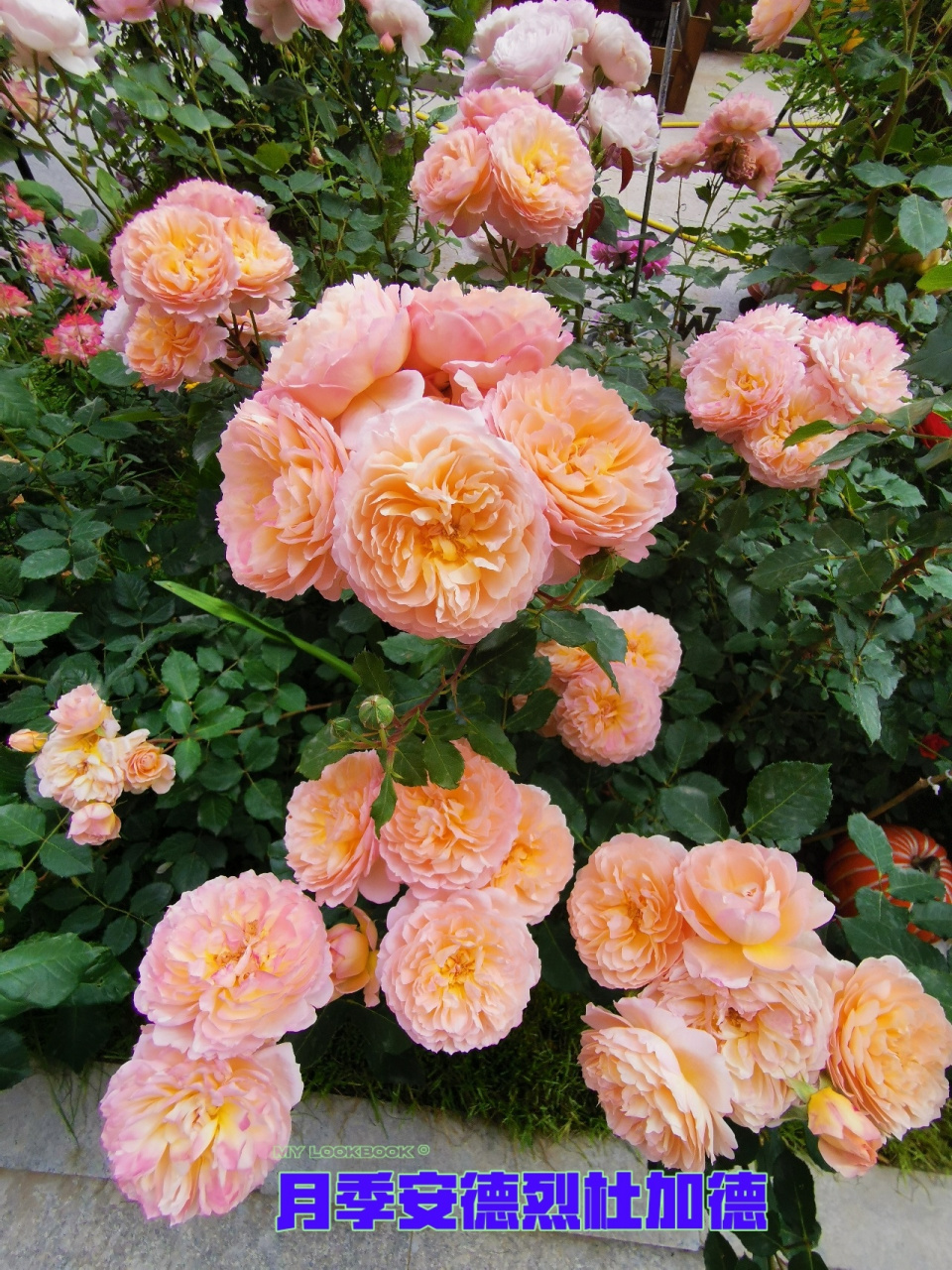 安德烈月季 庭院花园月季品种推荐 乱花浅草我都有系列二——安德烈杜