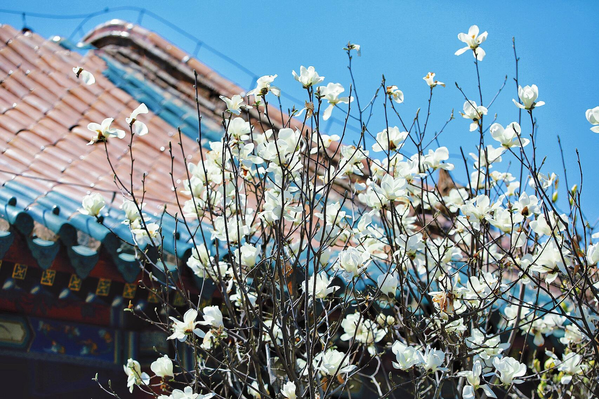 绽放|沈阳故宫的玉兰花开了 沈阳玉兰花赏花攻略 观赏地点:沈阳园林