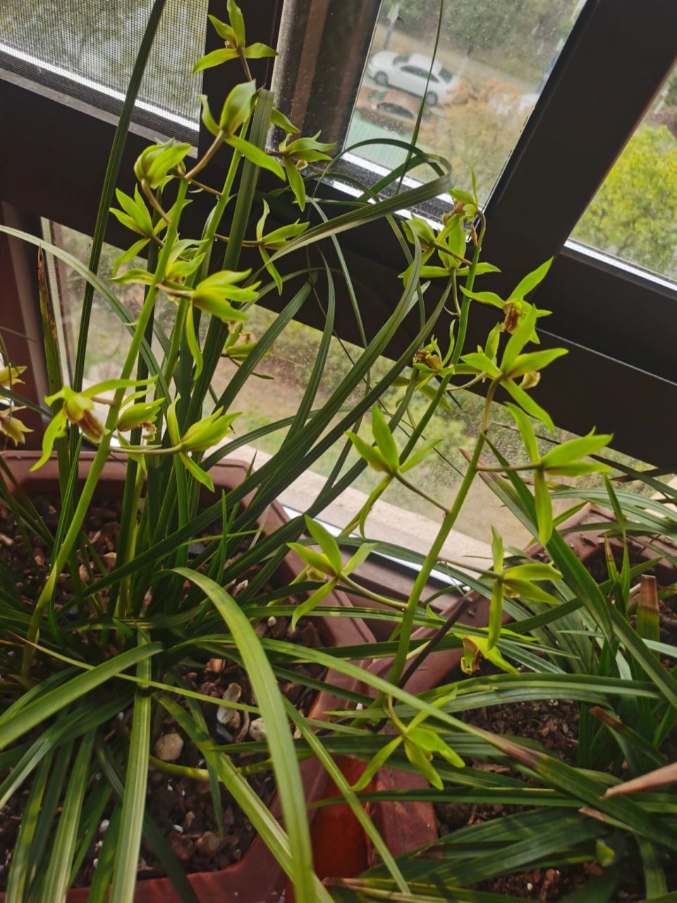 兰花怎么养  养好兰花 1,选择兰花土很重要,专用兰花土,或者山上的