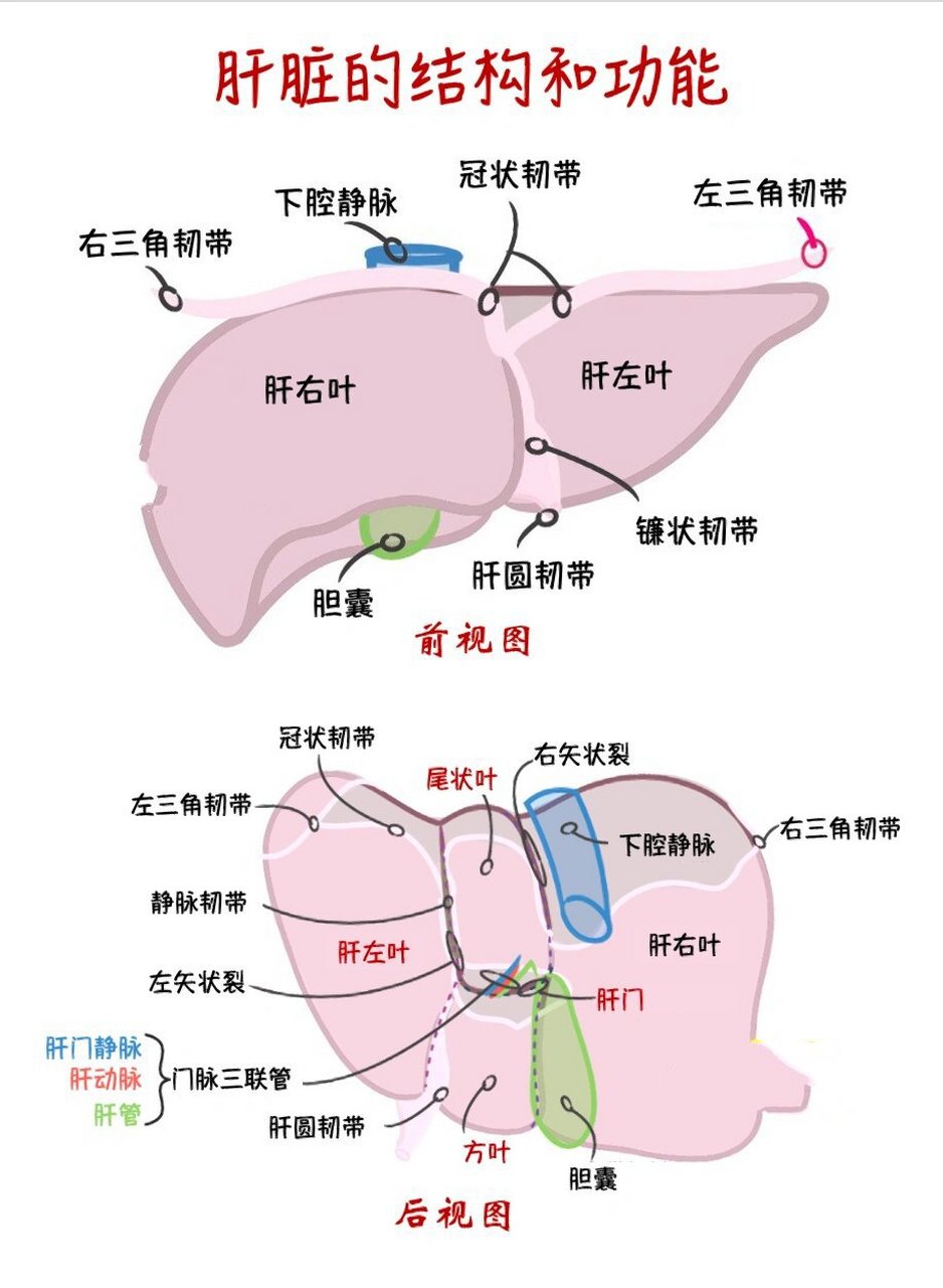 科普41 | 肝脏的结构和功能 79 图16615为肝脏解剖图,图266