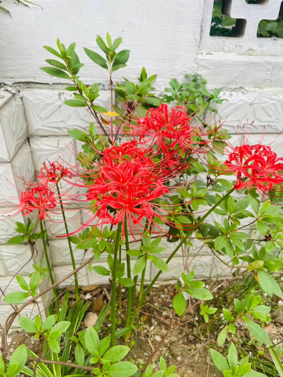 彼岸花,又名龙爪花,蟑螂花,高冷而孤傲,佛经里有这样的说法 开一