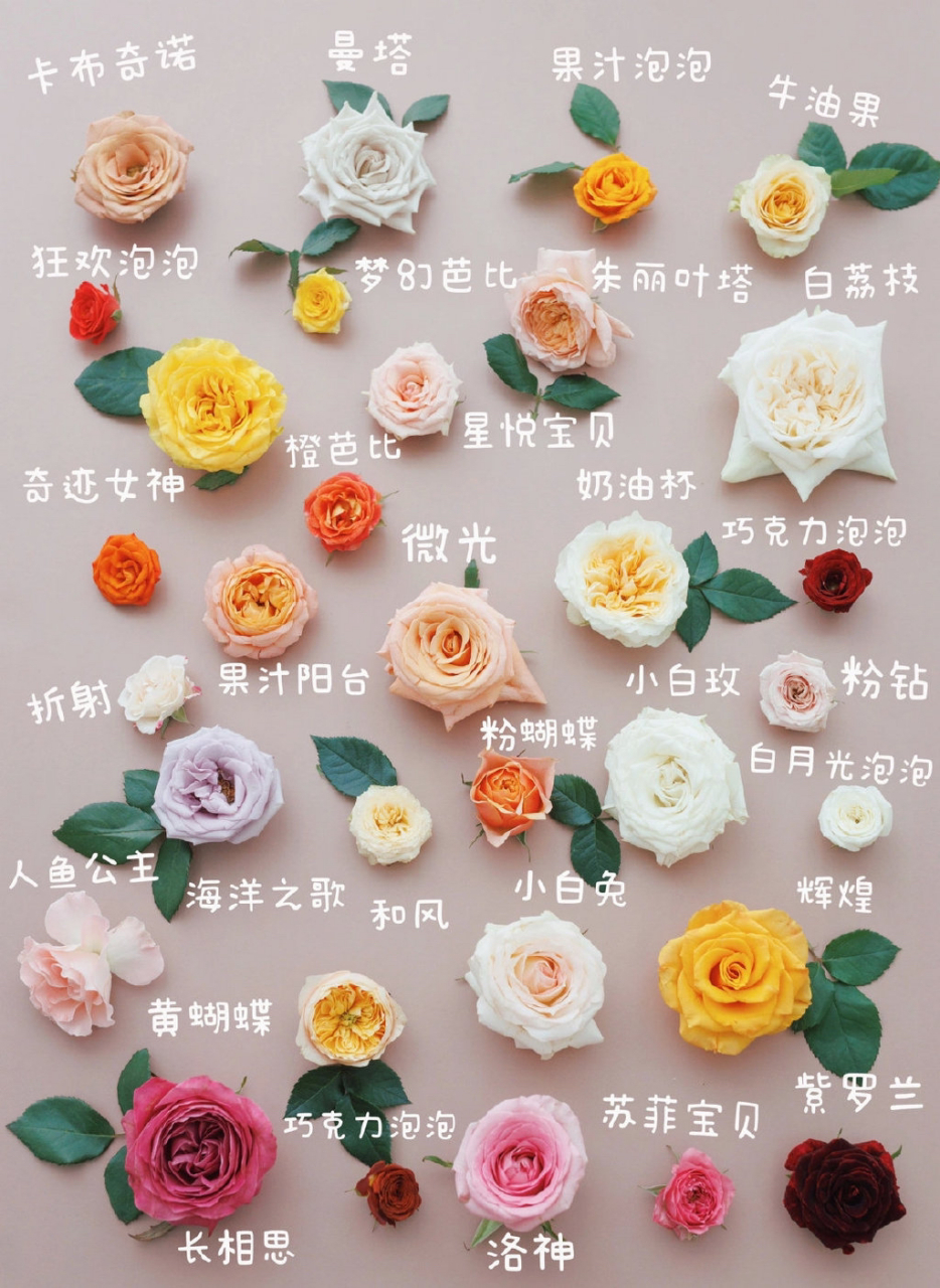 这些玫瑰的名字你知道几个 玫瑰花名字,识花认名
